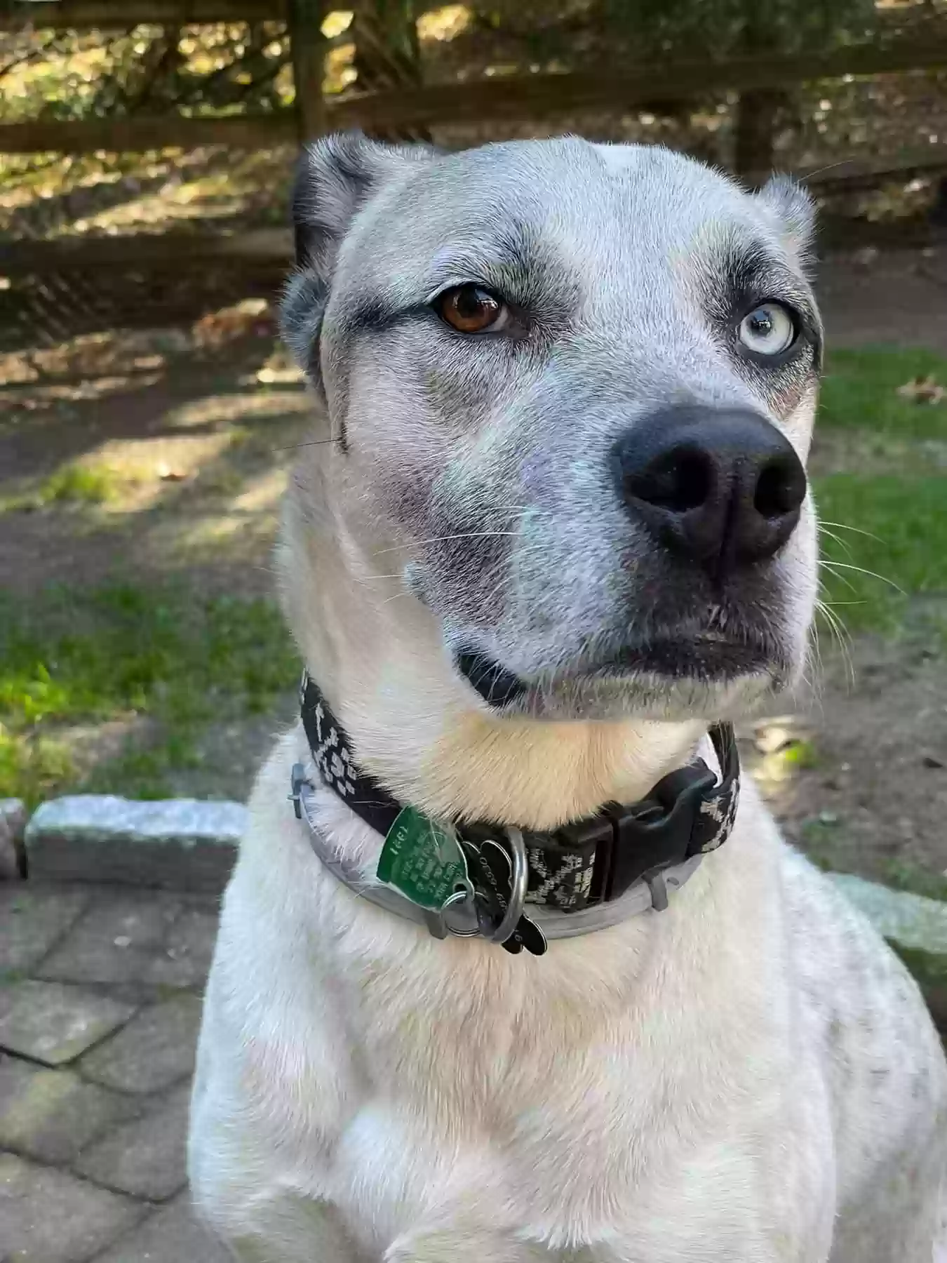 adoptable Dog in Mahopac,NY named Bailey