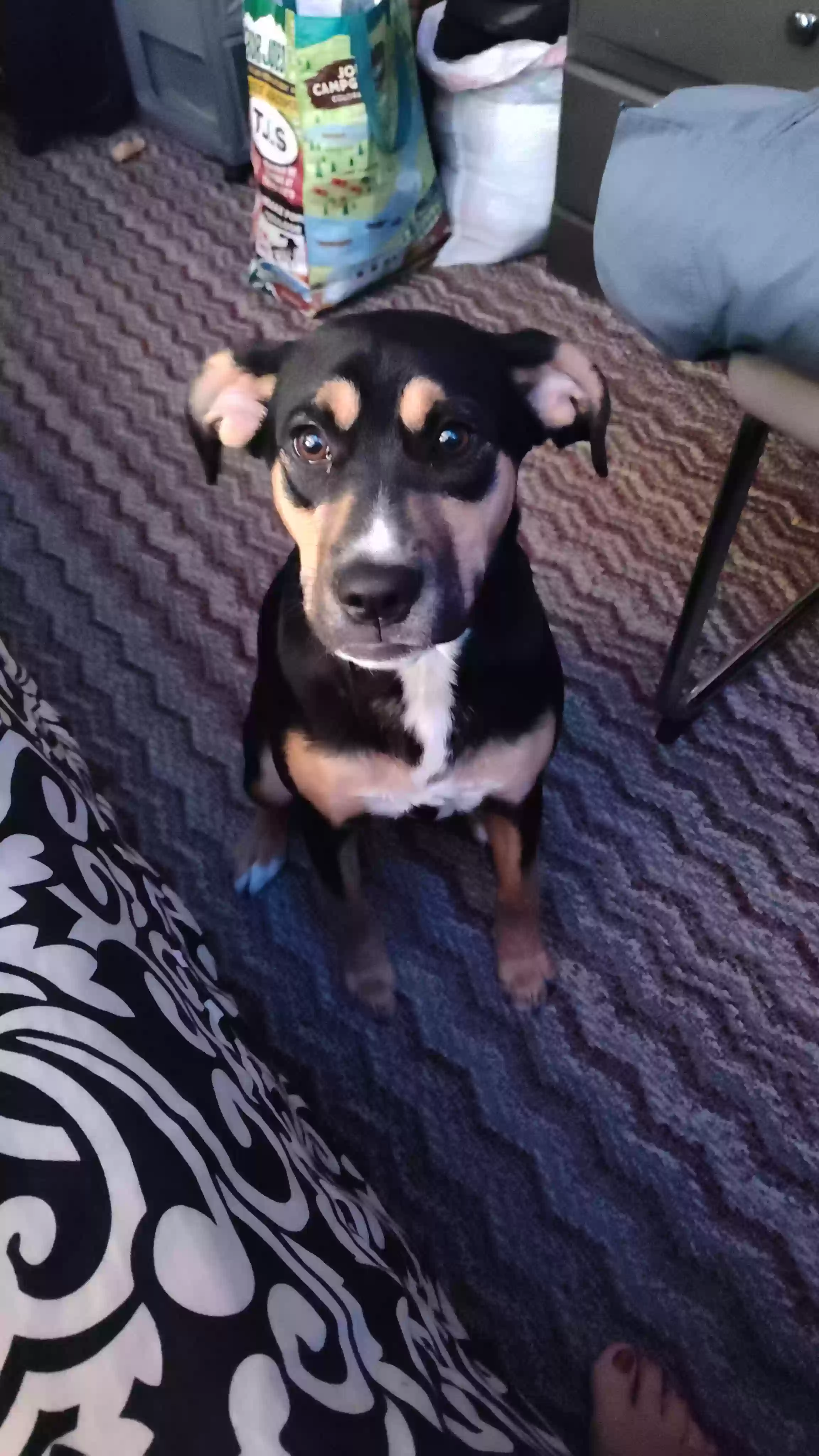 adoptable Dog in Thornton,CO named Auska