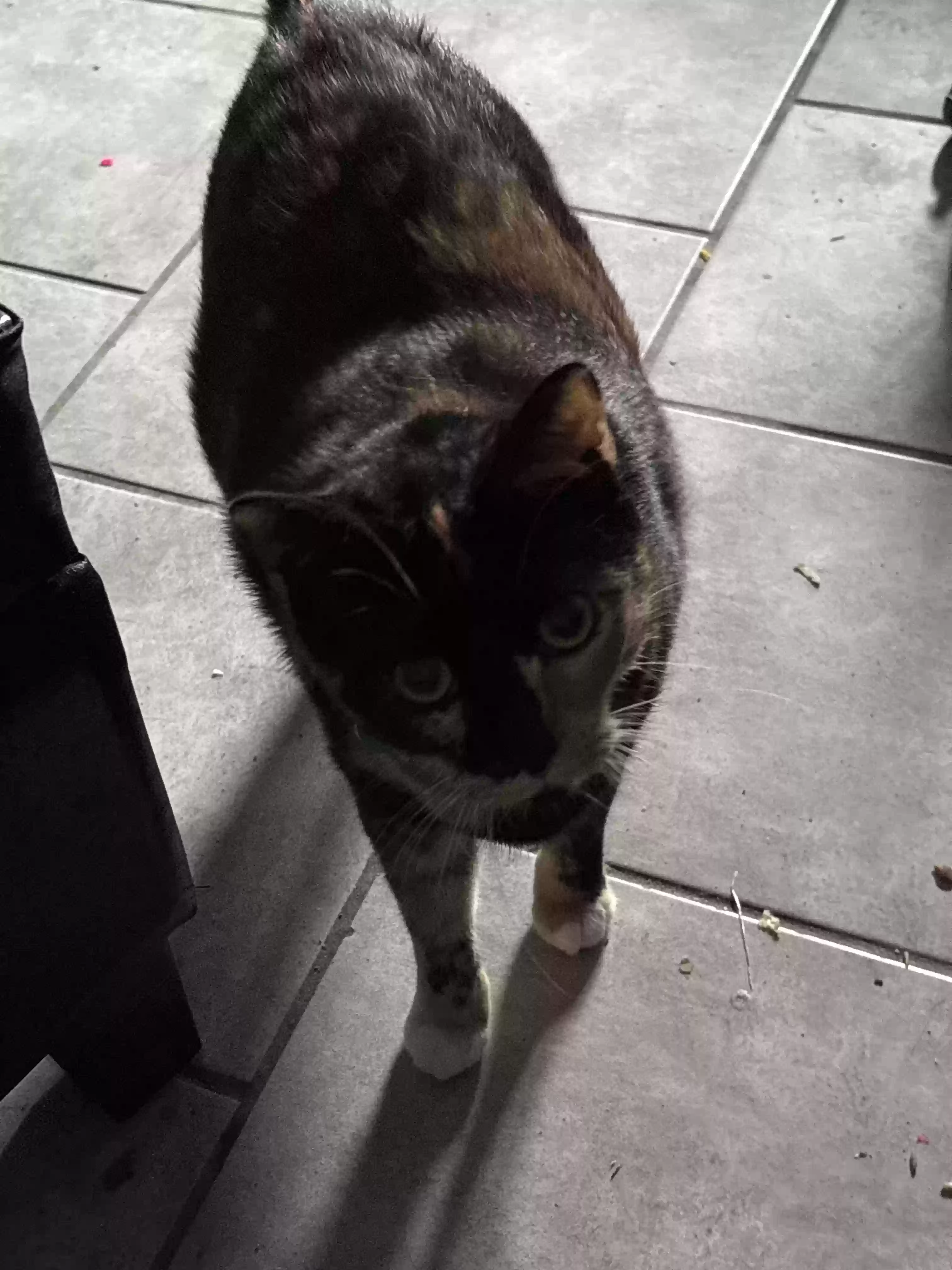 adoptable Cat in Paris,TX named Smores