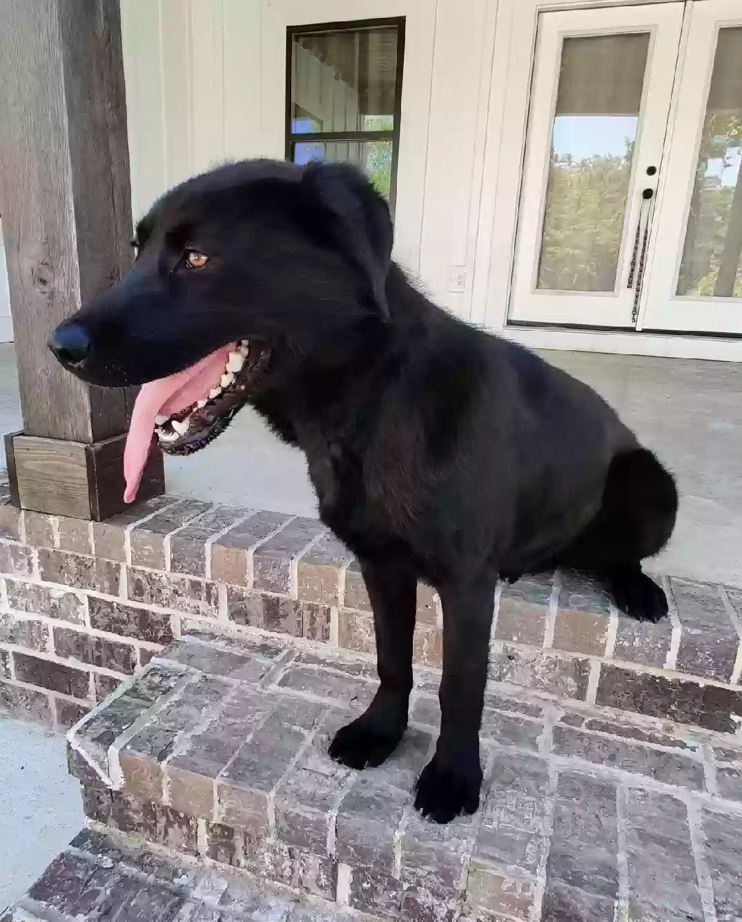 adoptable Dog in Crossville,AL named 