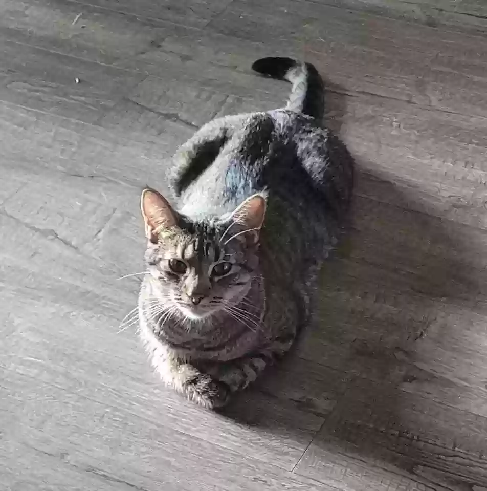 adoptable Cat in Aurora,IL named Yuji