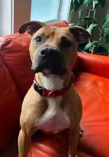 adoptable Dog in Atlanta,GA named Kobe