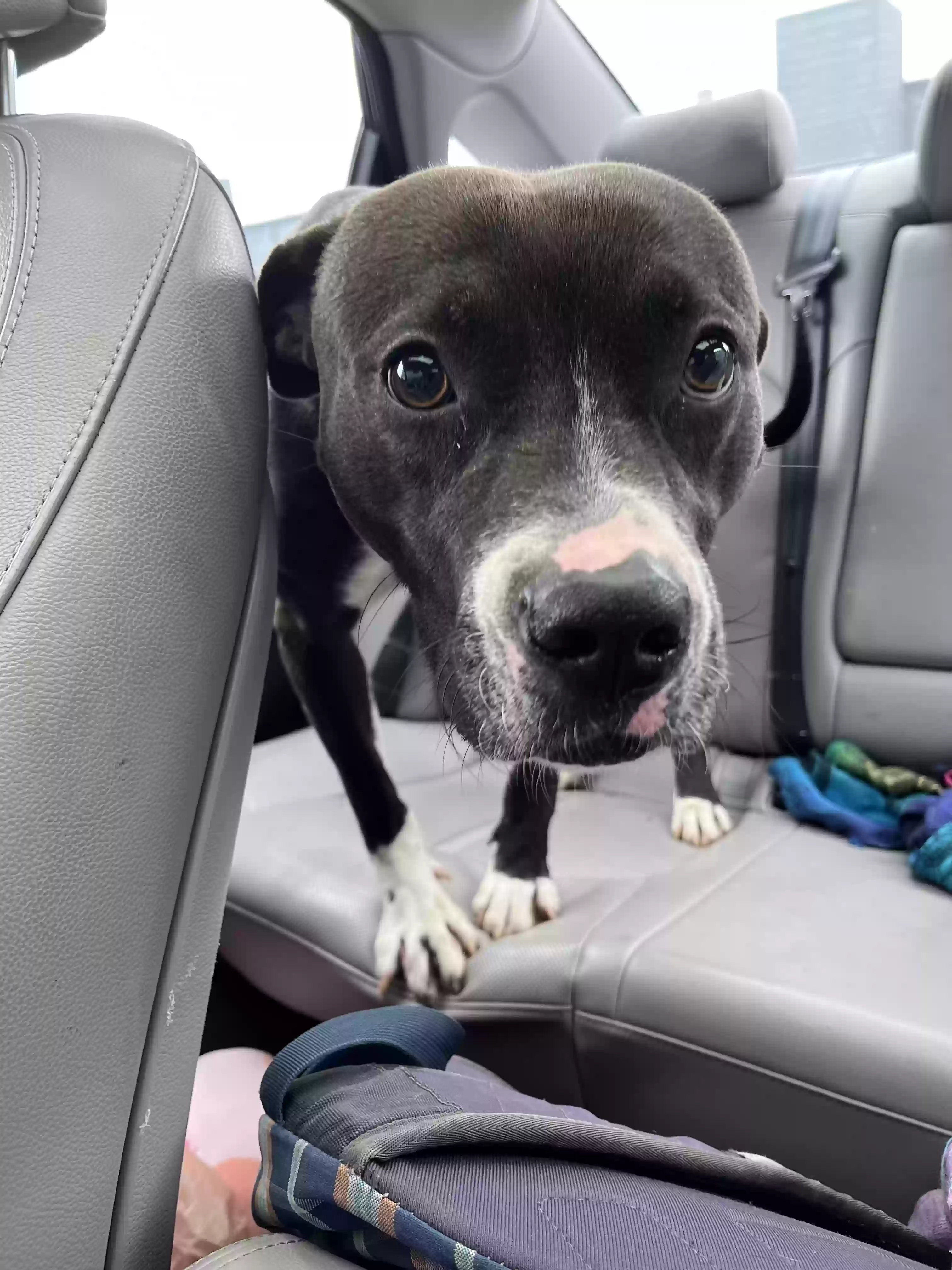 adoptable Dog in Atlanta,GA named Disco