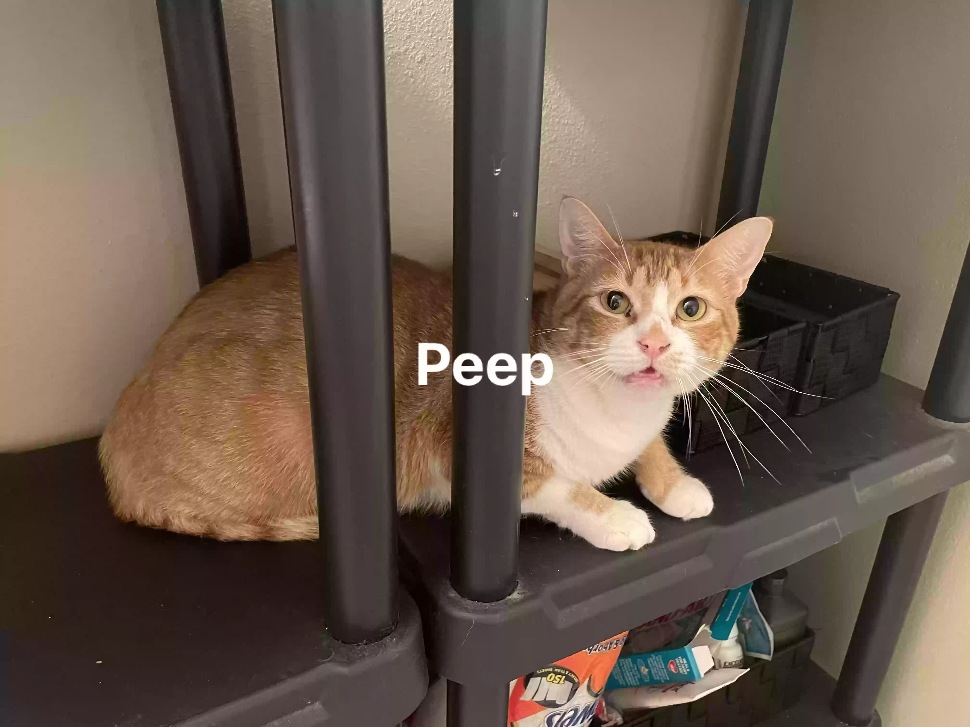 adoptable Cat in Baton Rouge,LA named Peep