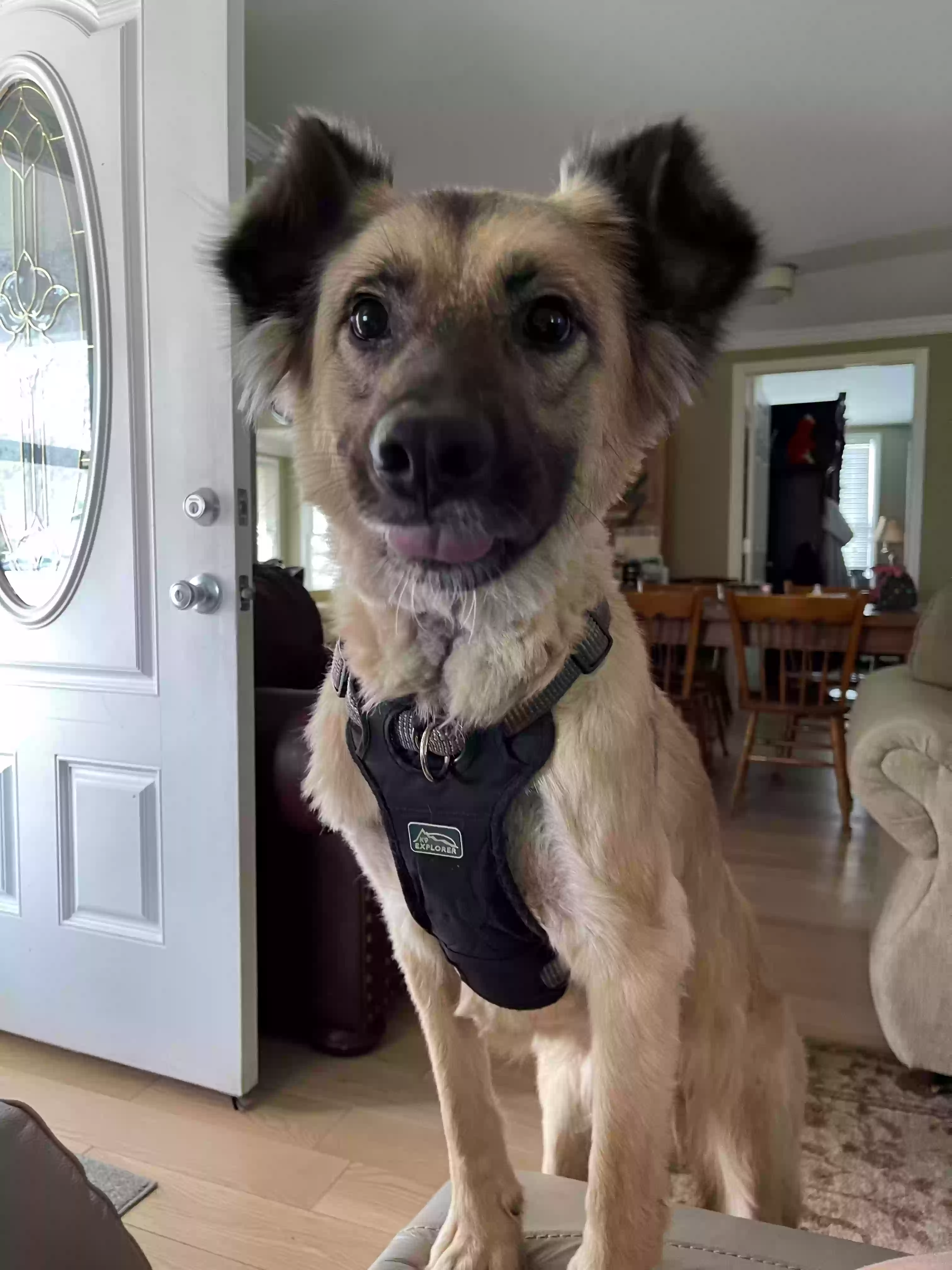 adoptable Dog in Nashville,TN named Loki