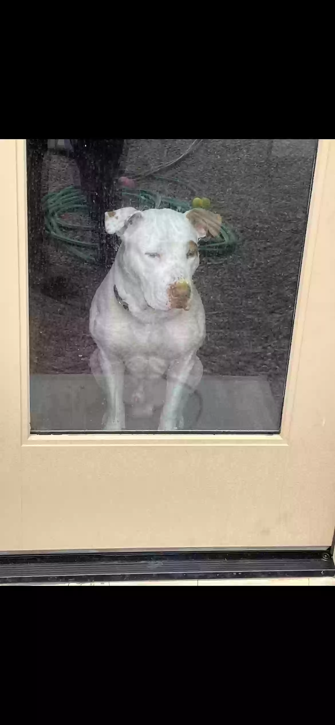 adoptable Dog in Casa Grande,AZ named Bane