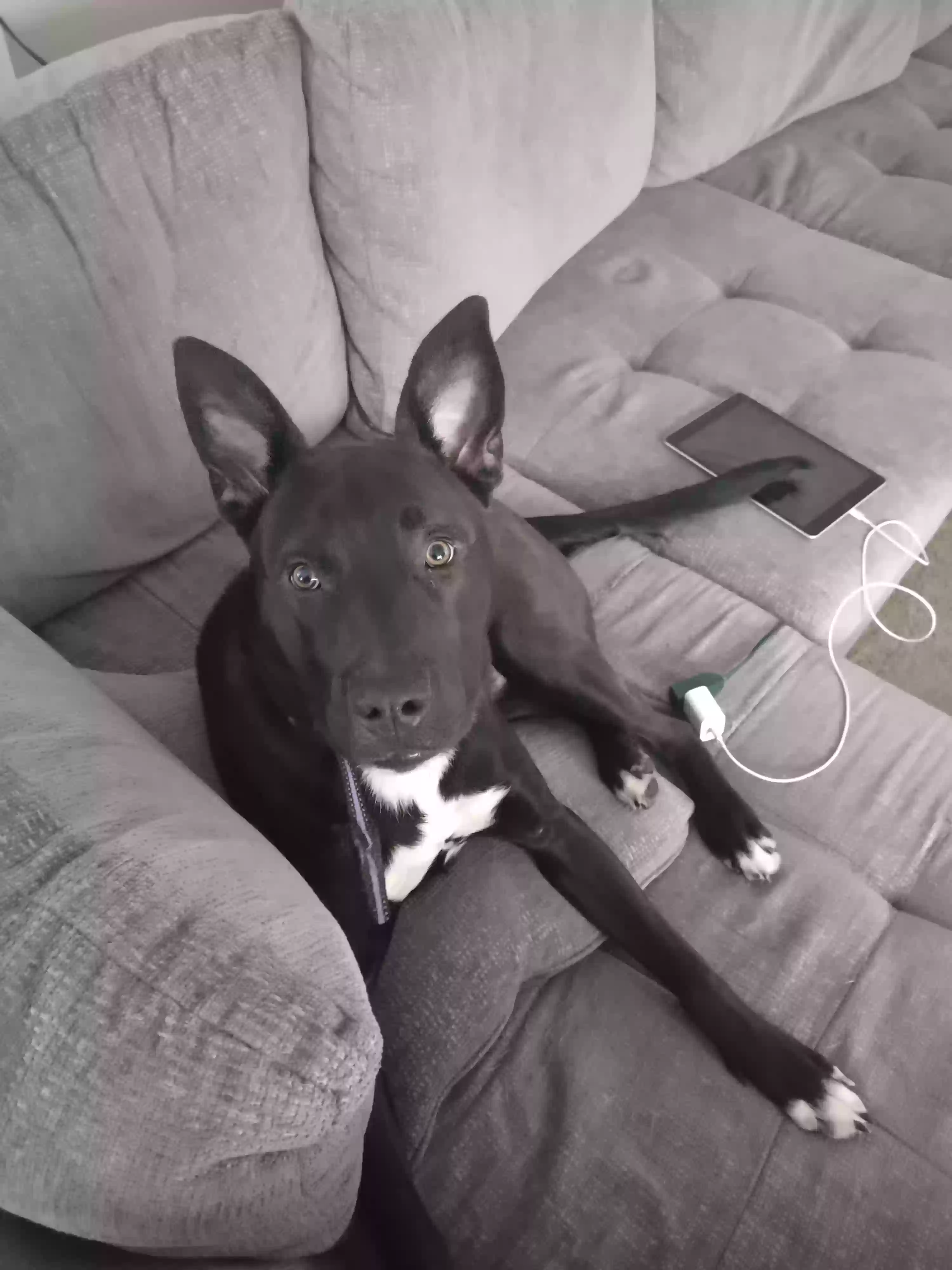 adoptable Dog in Navarre,FL named Rocky