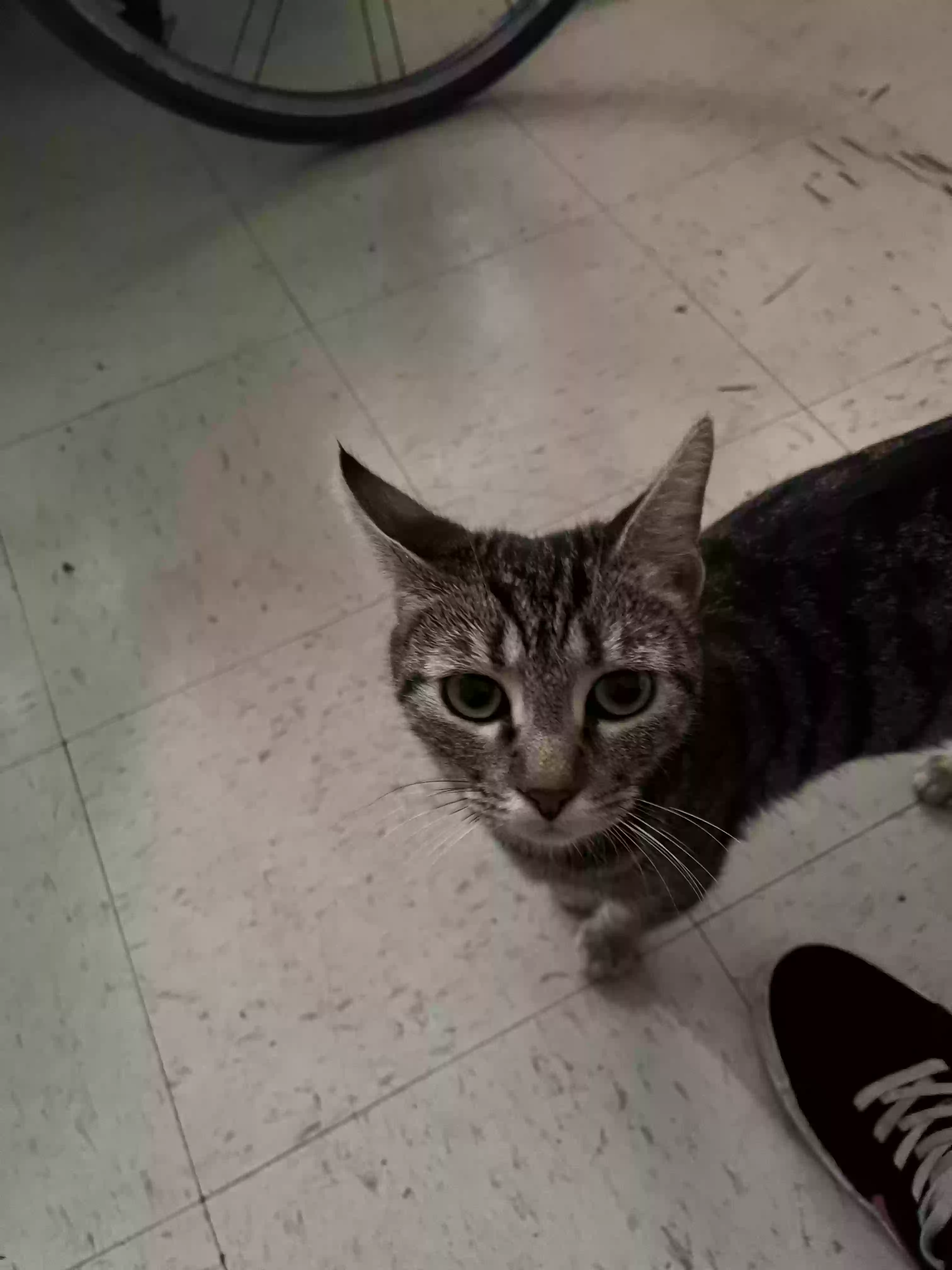 adoptable Cat in Los Angeles,CA named Mini