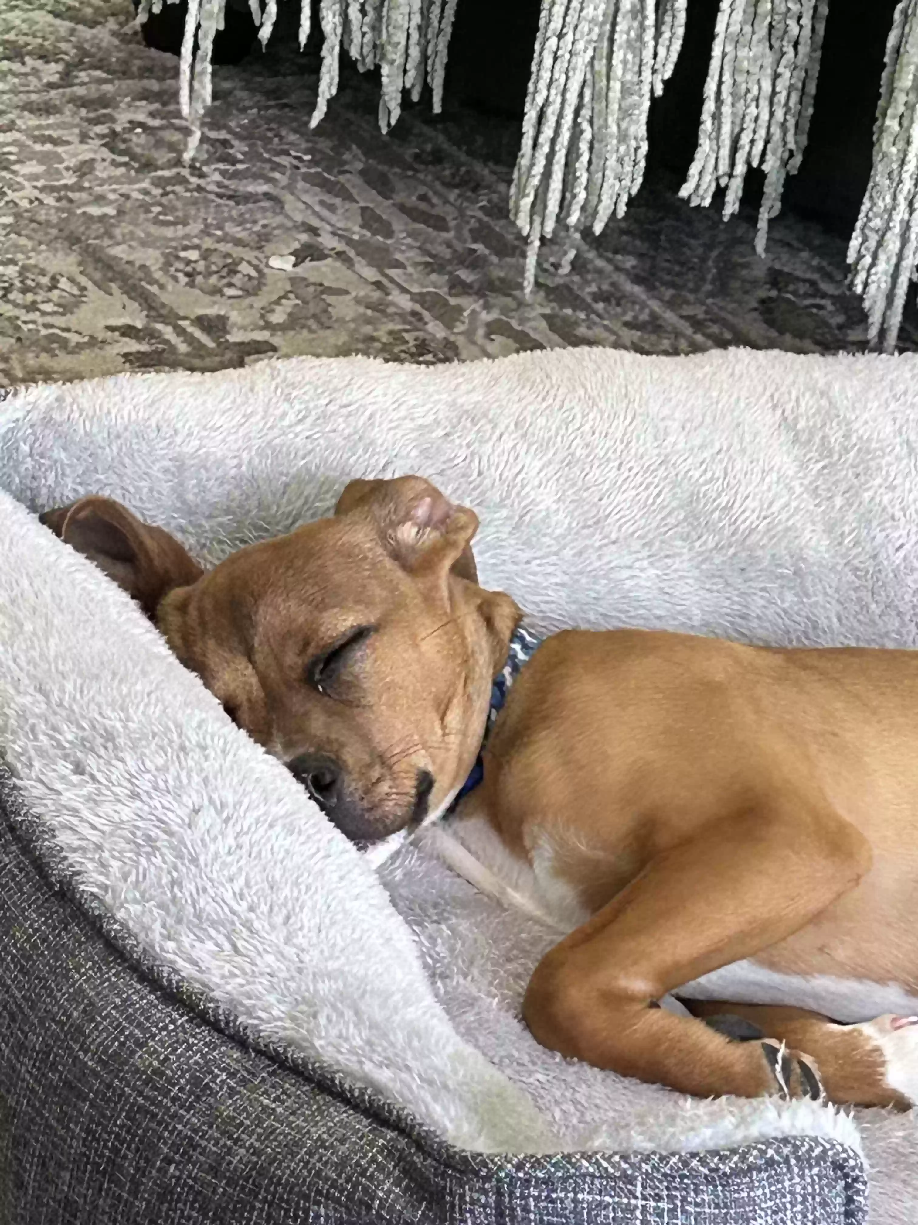 adoptable Dog in Kissimmee,FL named Lil Boy Floyd