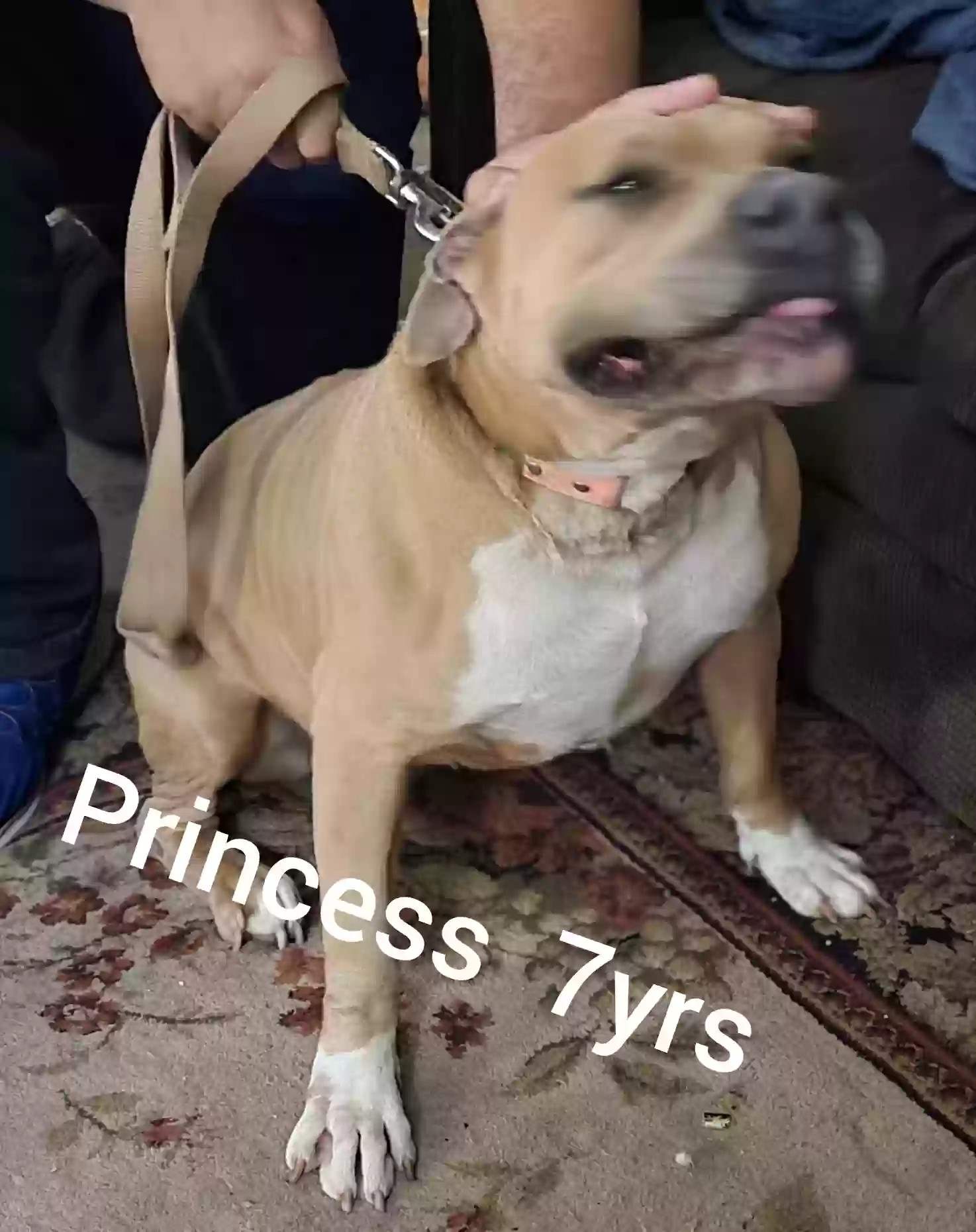 adoptable Dog in Pinson,AL named Princess