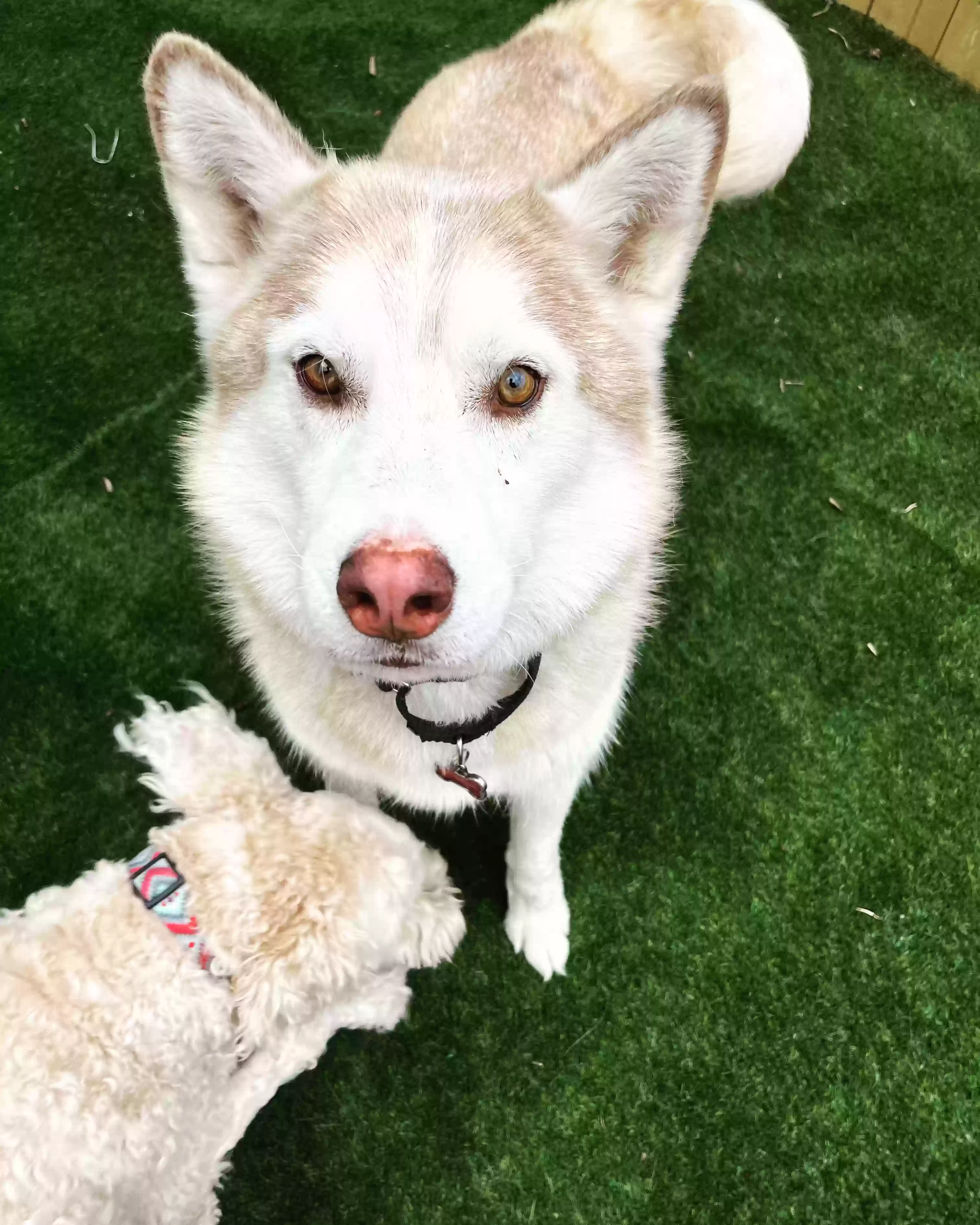 adoptable Dog in Denton,TX named Niko