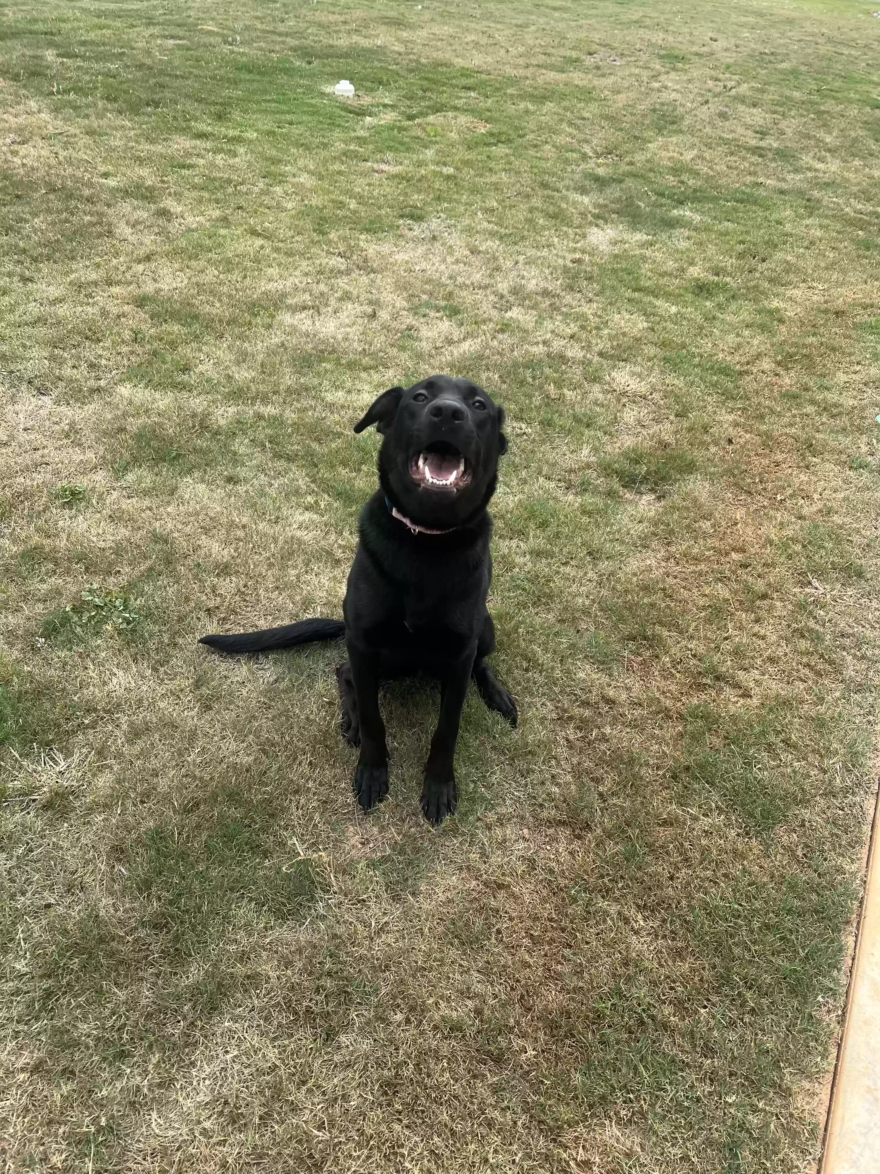adoptable Dog in Macon,GA named Barkley
