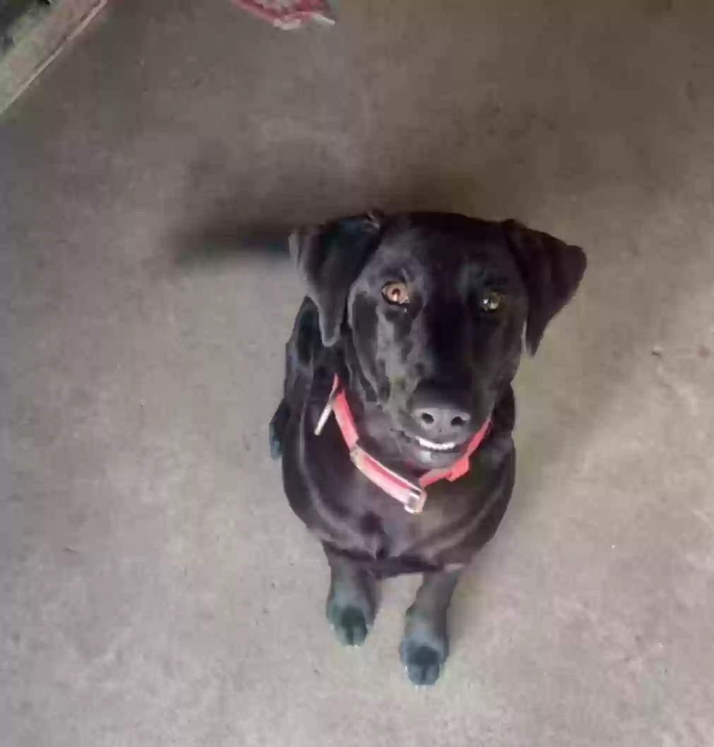 adoptable Dog in Refugio,TX named 