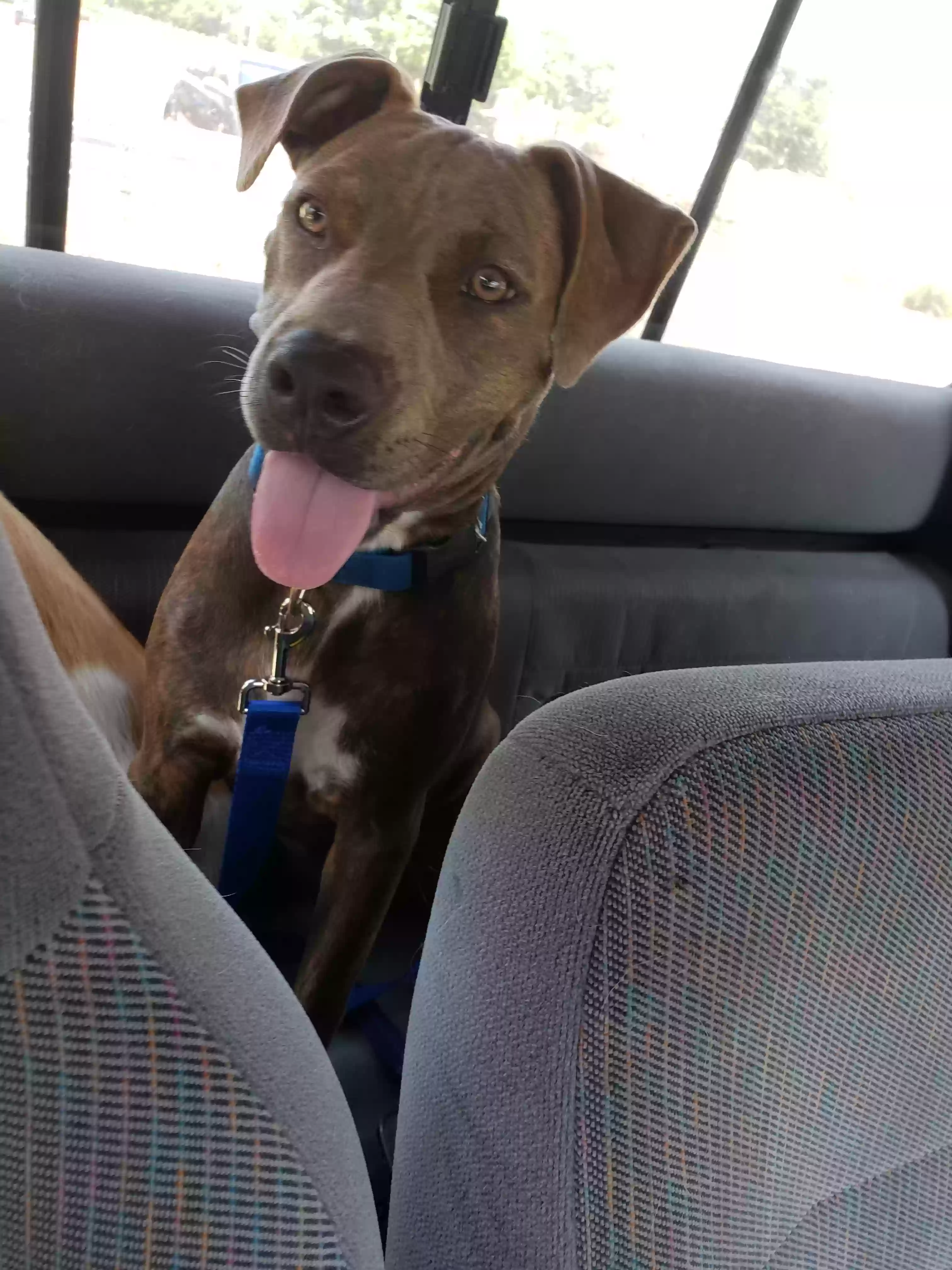adoptable Dog in Arlington,TX named Penny