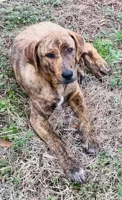 adoptable Dog in Ville Platte,LA named Charly
