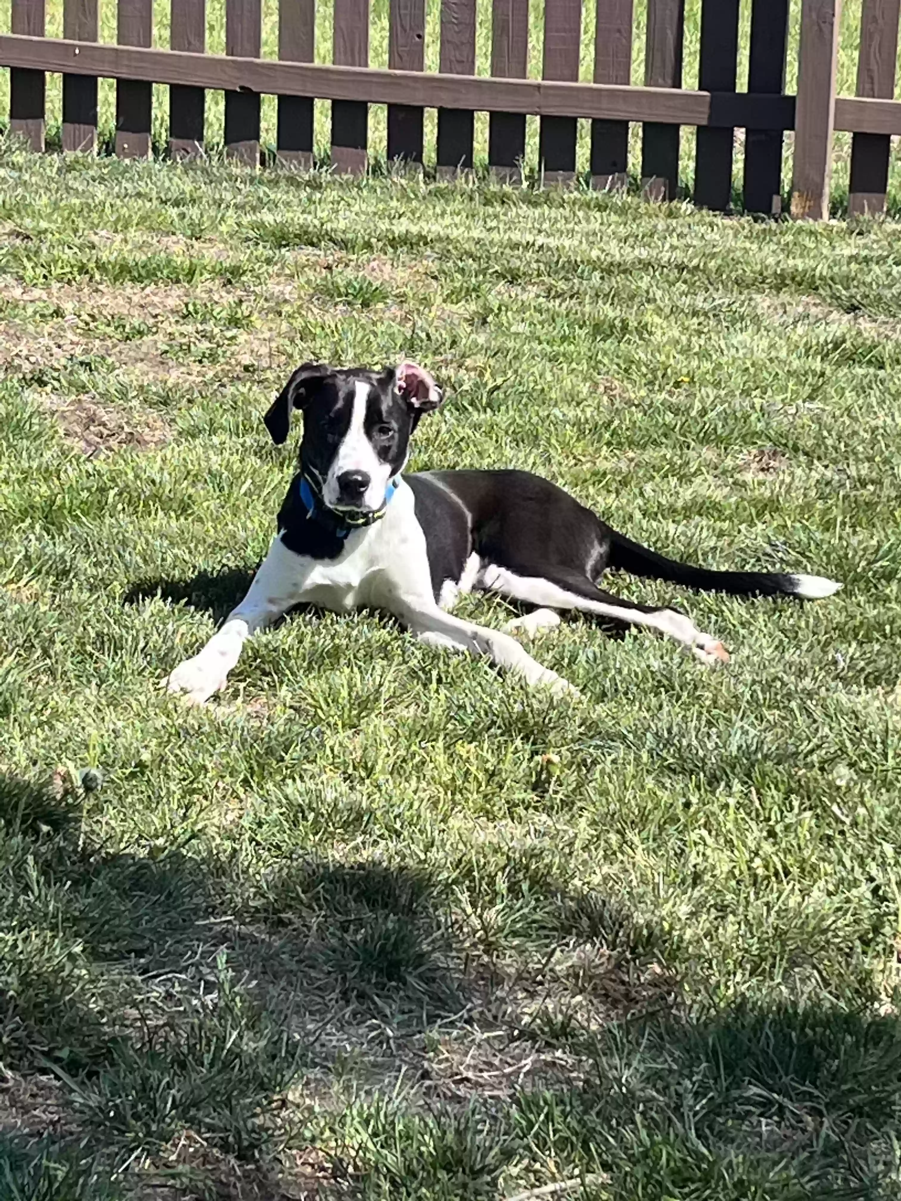 adoptable Dog in Louisburg,KS named Packer