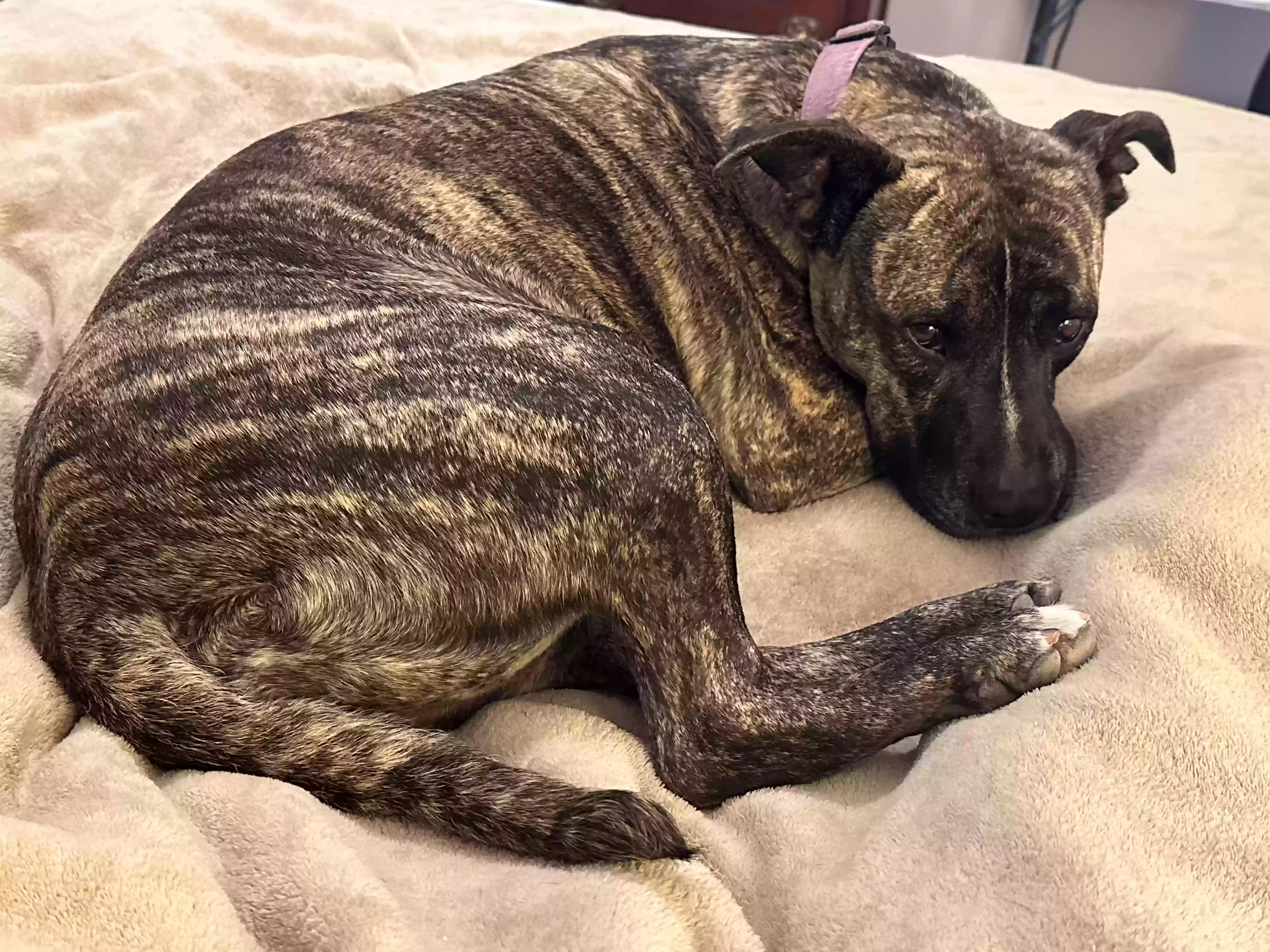 adoptable Dog in Fullerton,CA named Raina