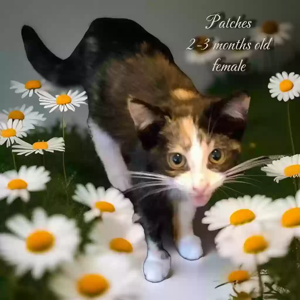 adoptable Cat in Sebring,FL named Patches