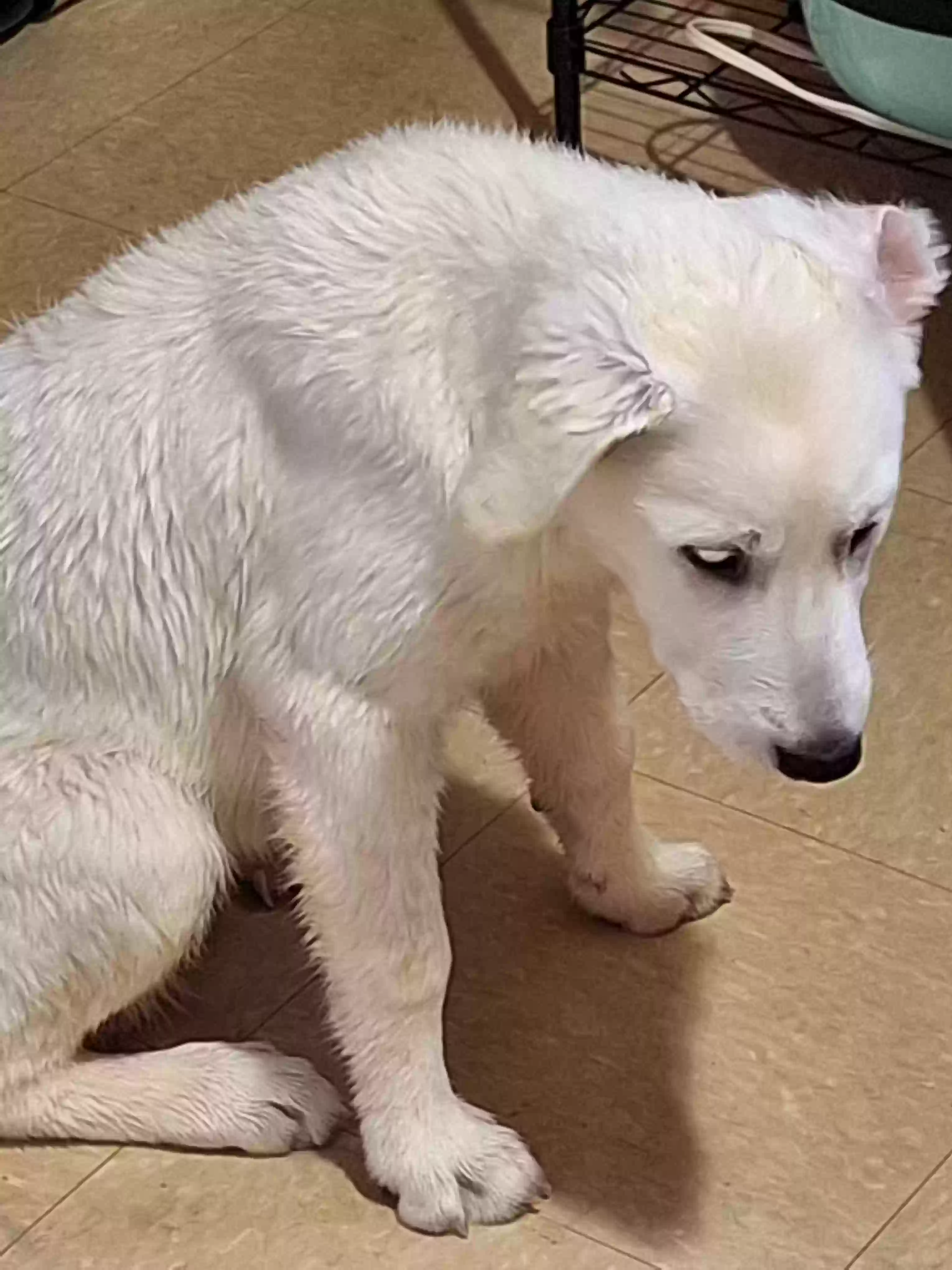 adoptable Dog in Buford,GA named Sora