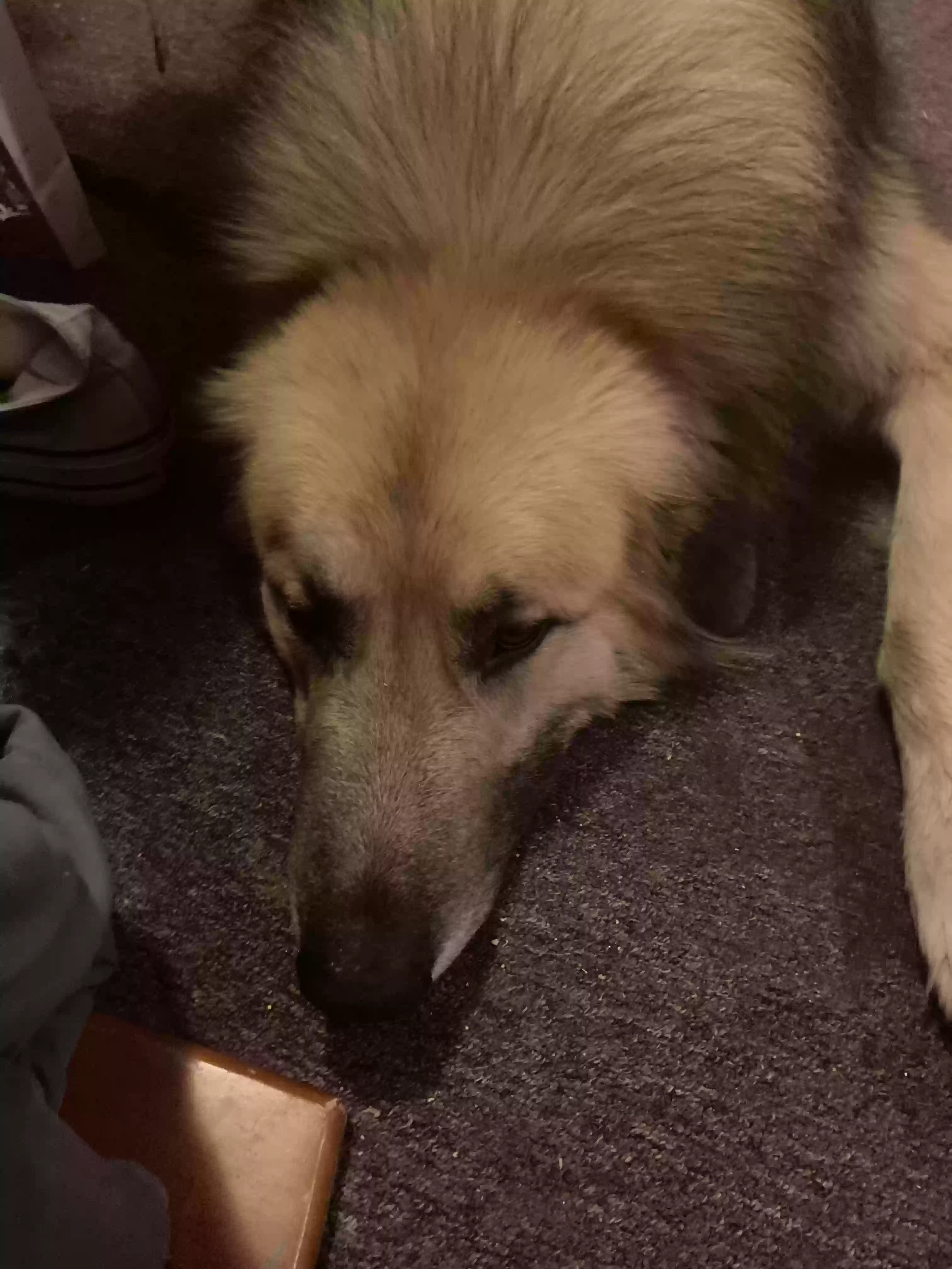 adoptable Dog in Lawrenceburg,TN named Thor