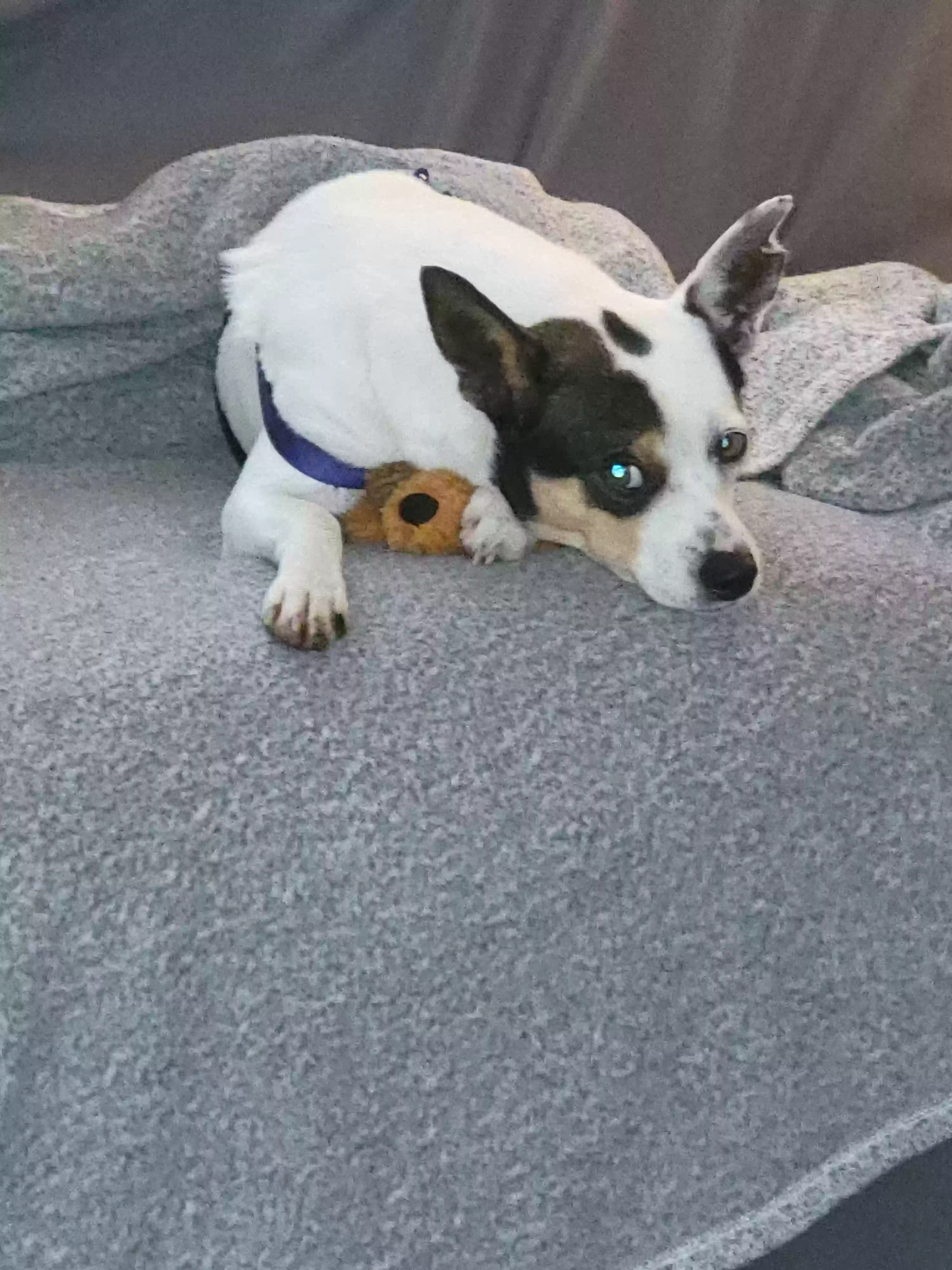 adoptable Dog in Livingston,TX named BELLA