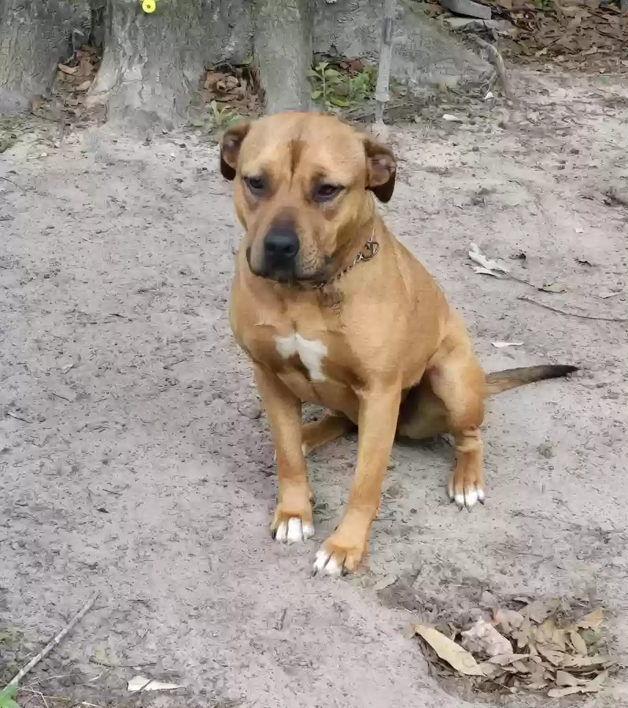 adoptable Dog in Campbellton,FL named Nakitta
