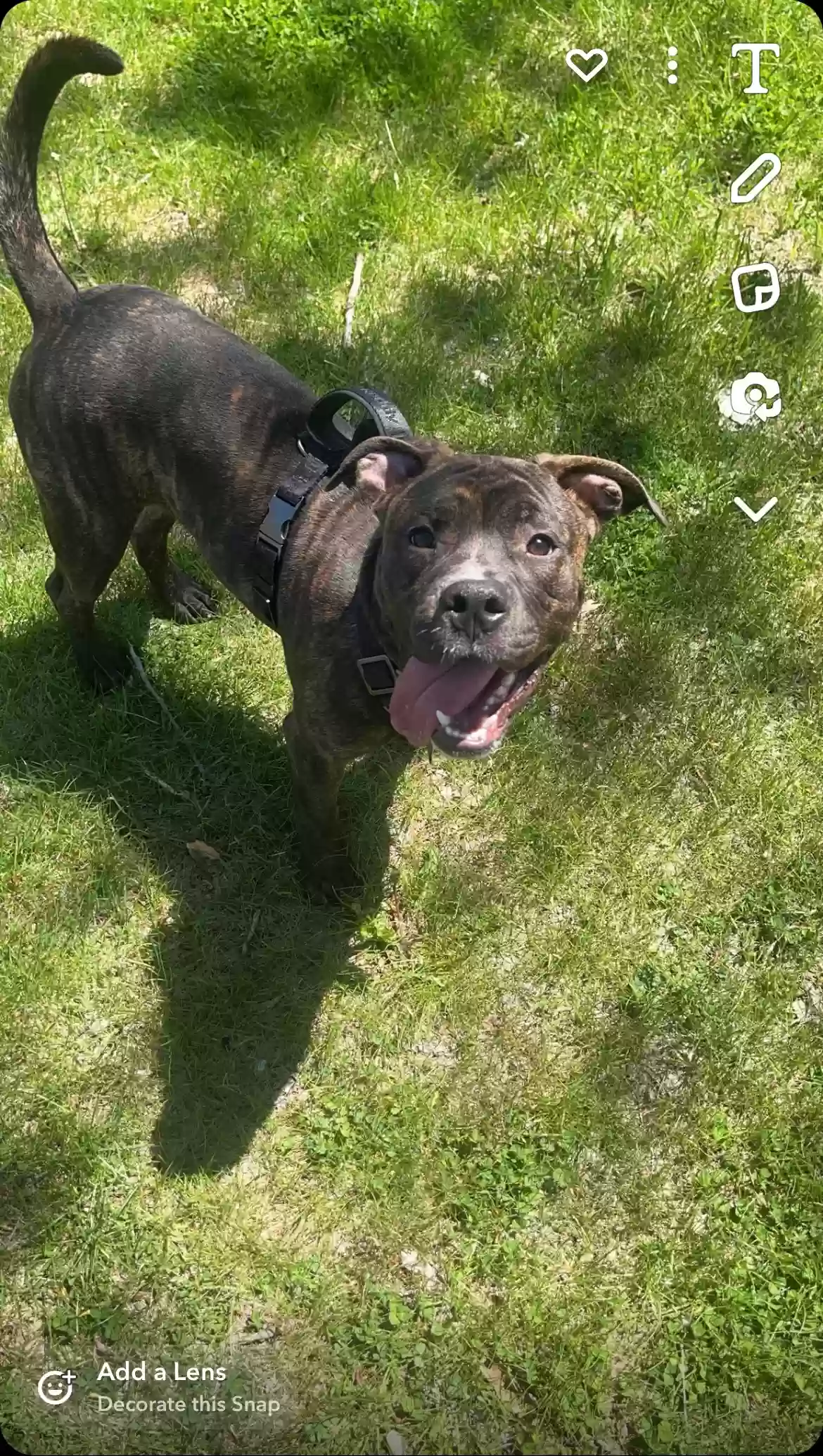 adoptable Dog in Harrison Township,MI named King