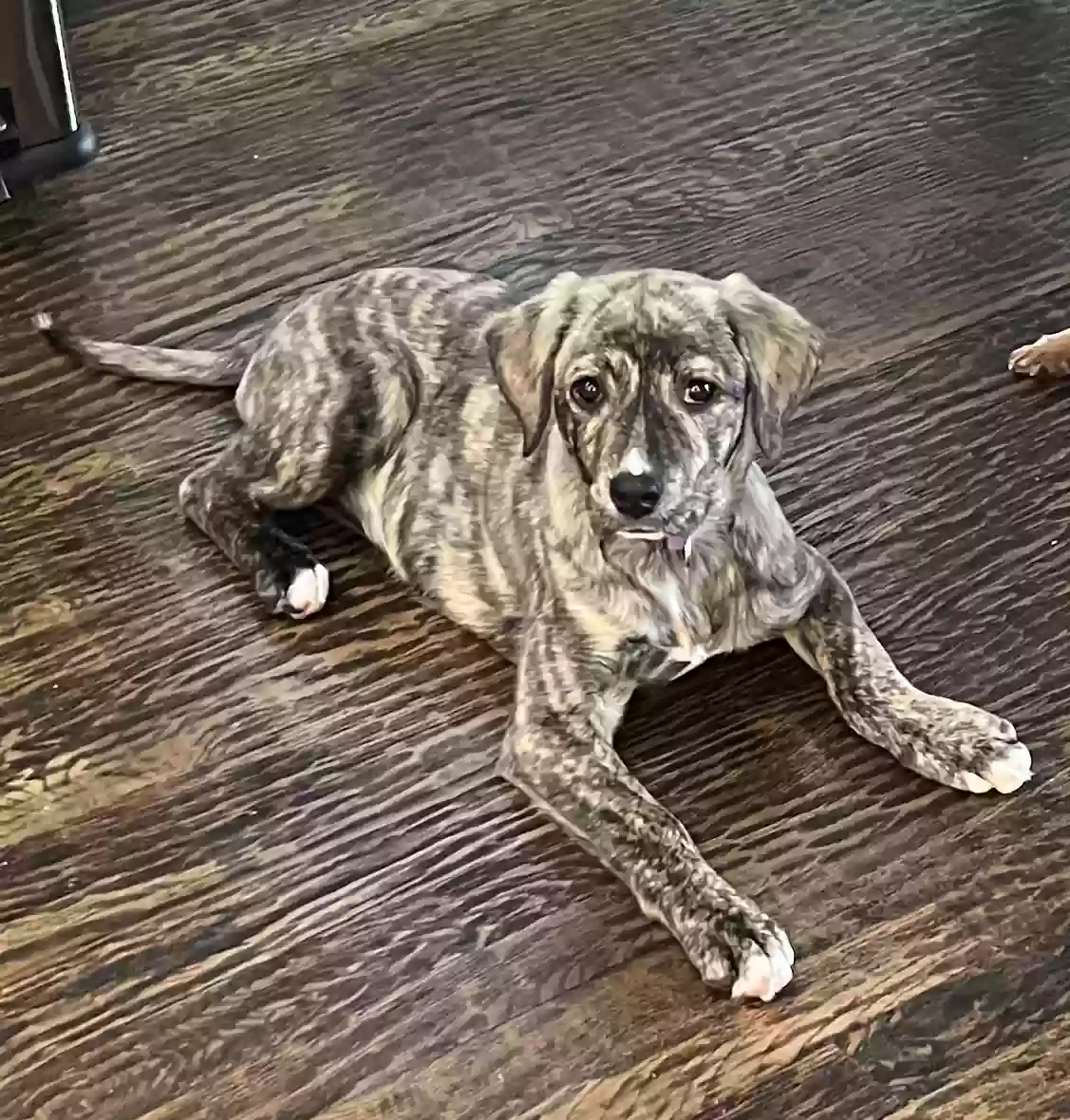 adoptable Dog in Mckinney,TX named Nala