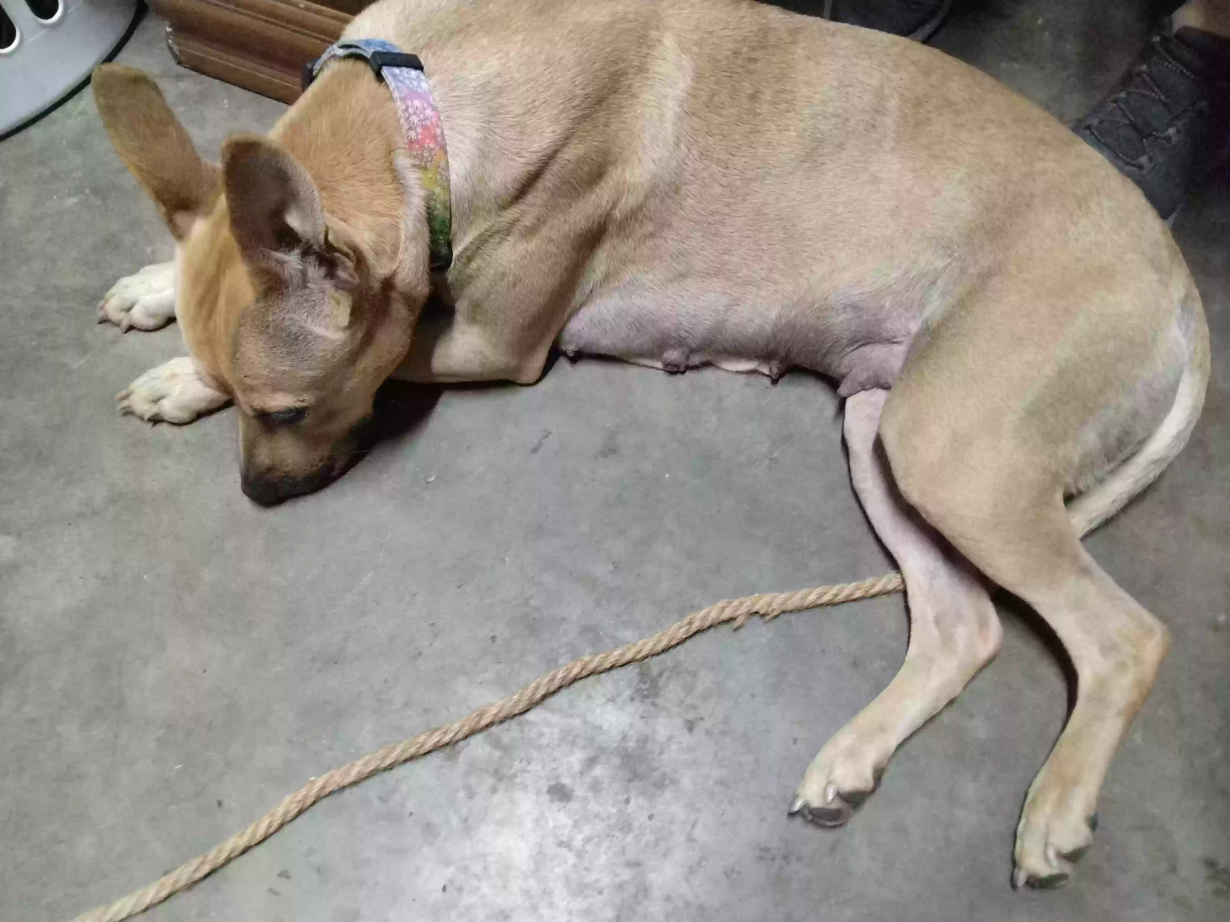 adoptable Dog in Kingsport,TN named Loral-li