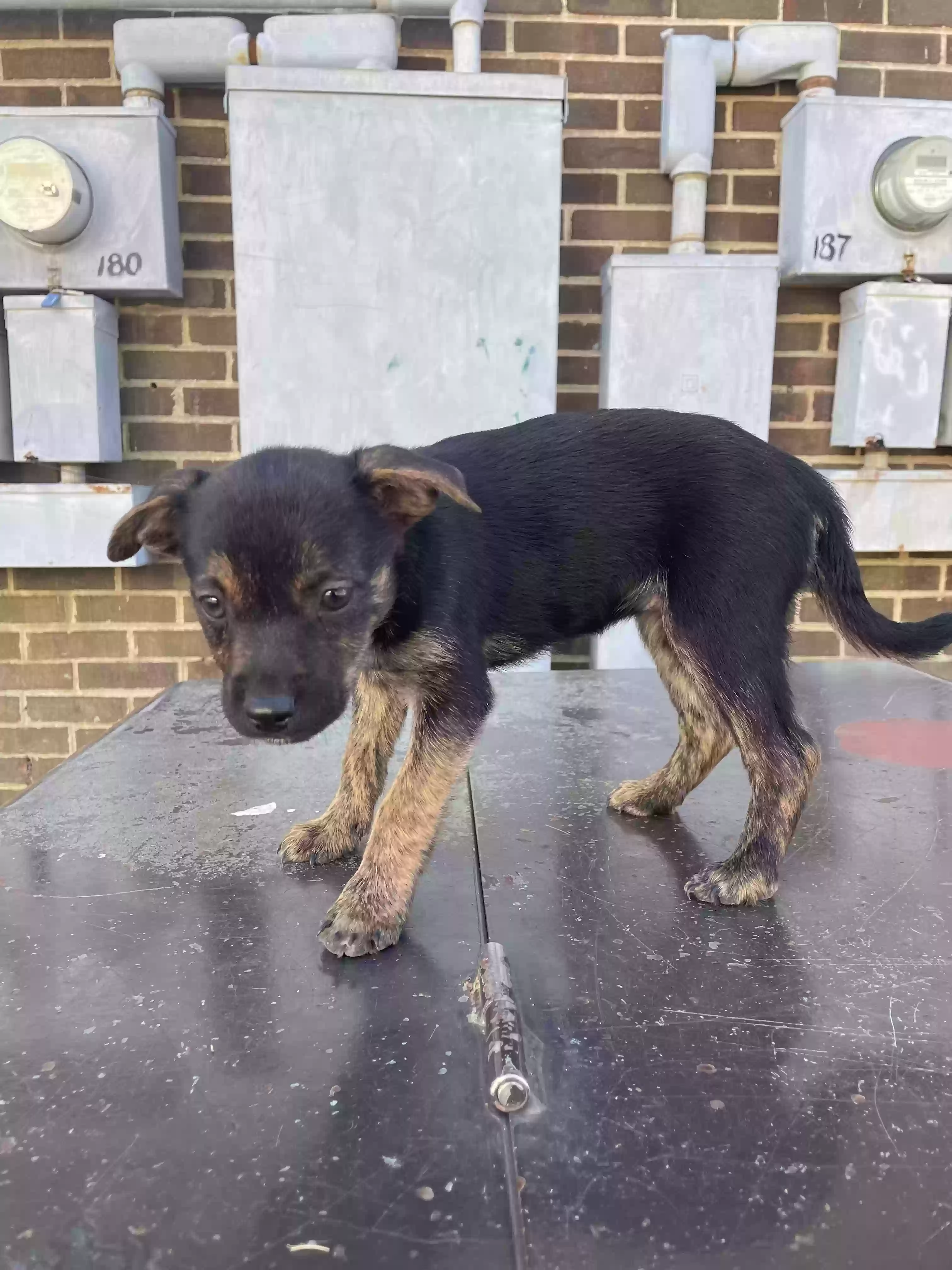 adoptable Dog in Birmingham,AL named DENALLI