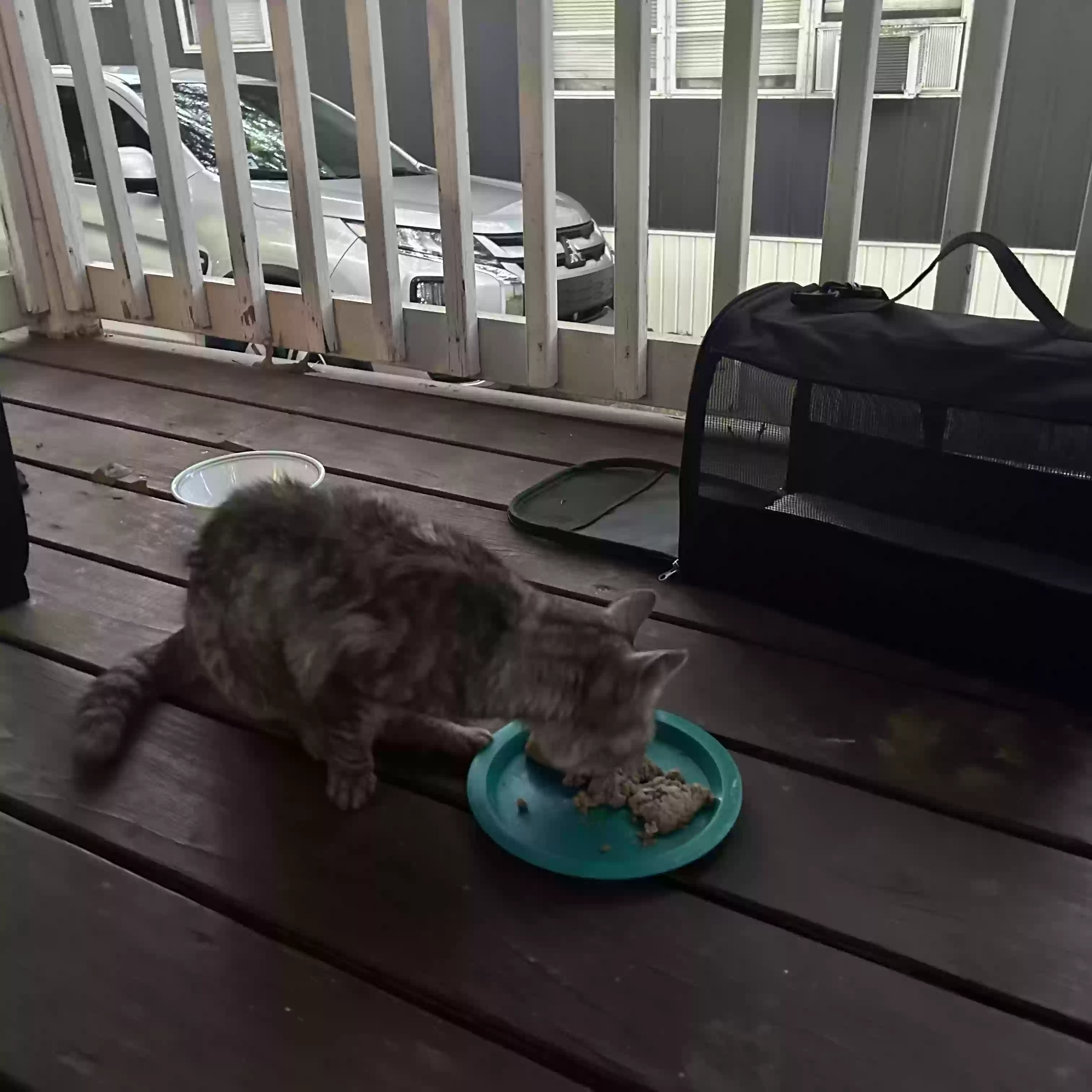 adoptable Cat in Atlanta,GA named Kitty