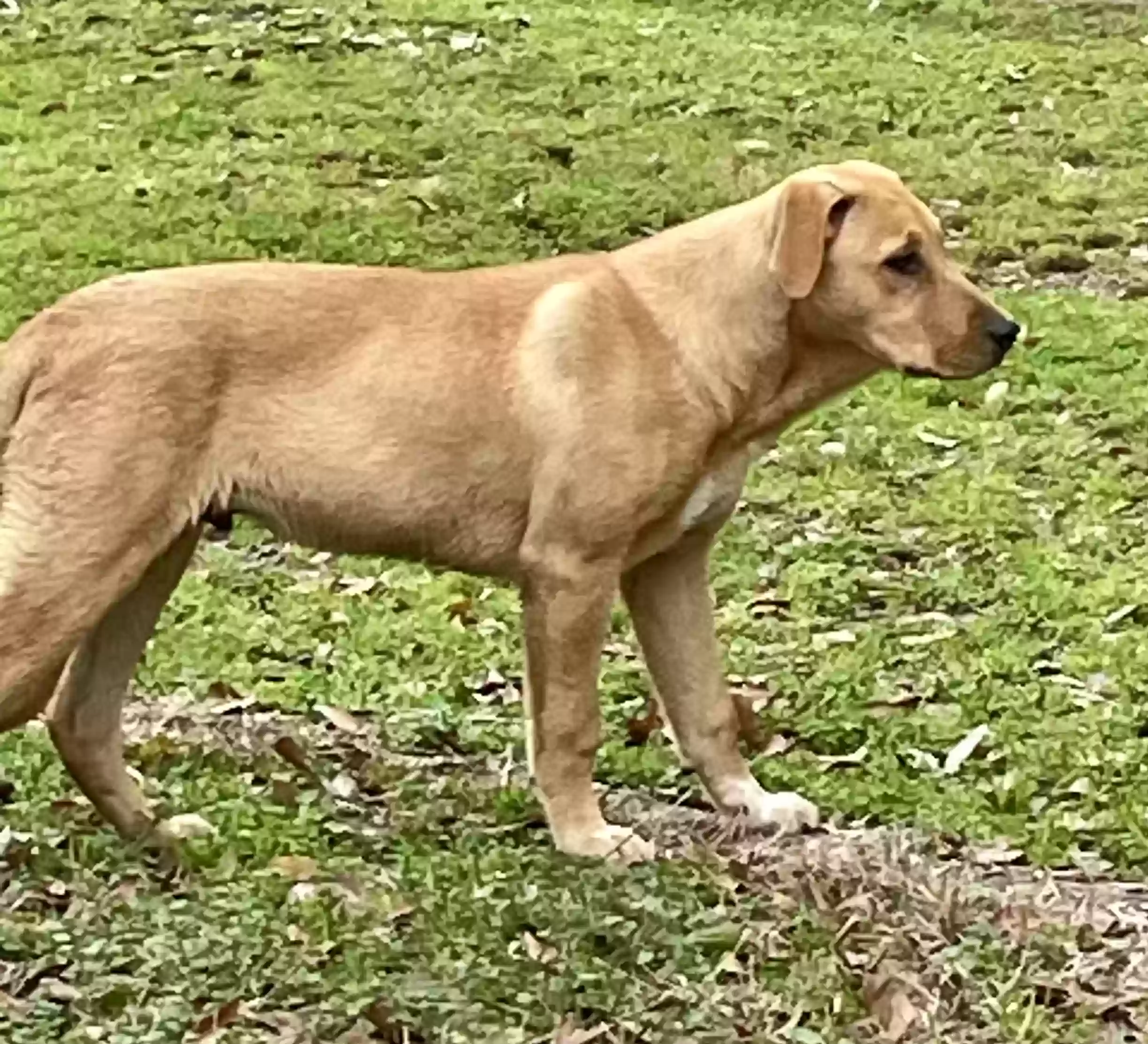 adoptable Dog in Ville Platte,LA named Chance
