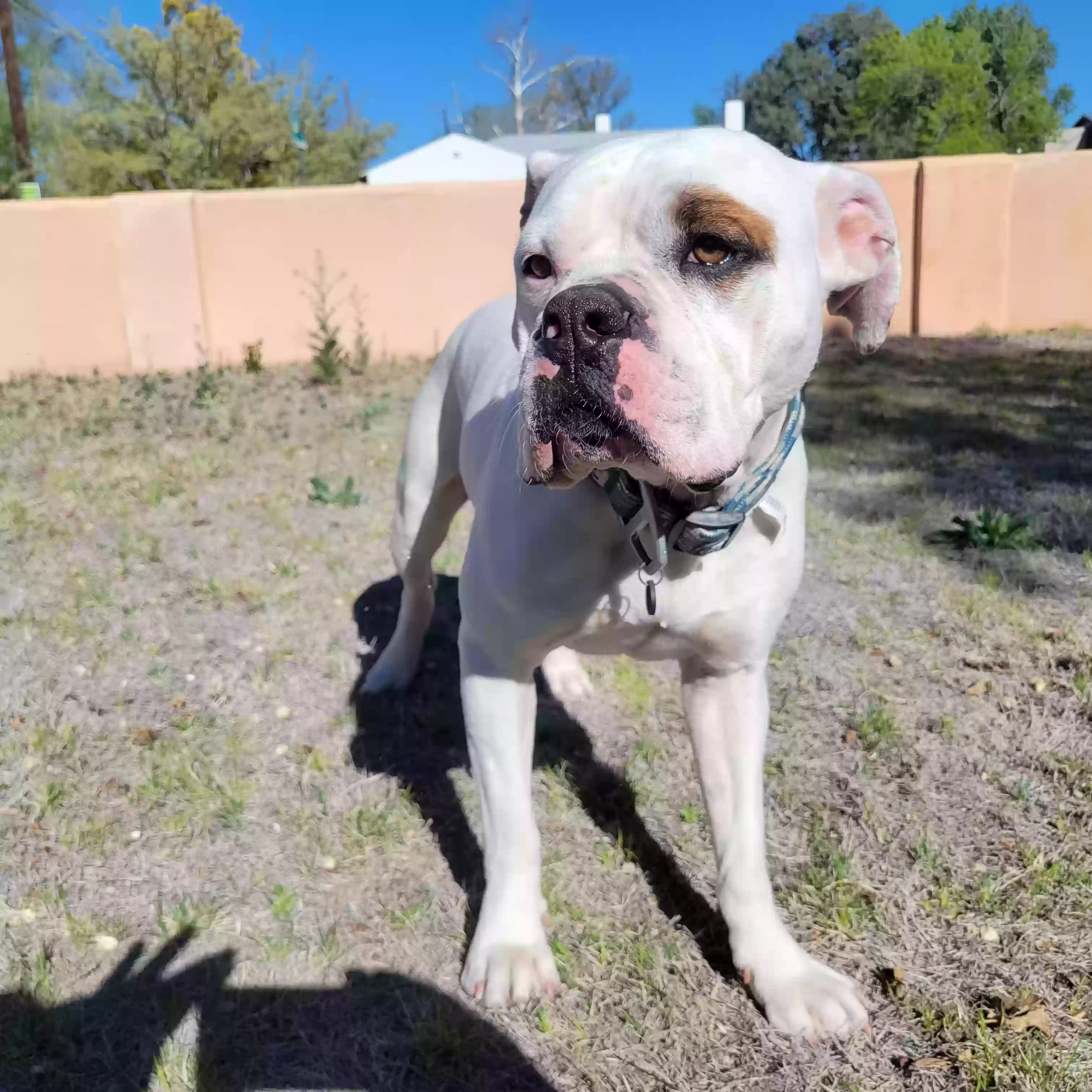 adoptable Dog in Albuquerque,NM named 