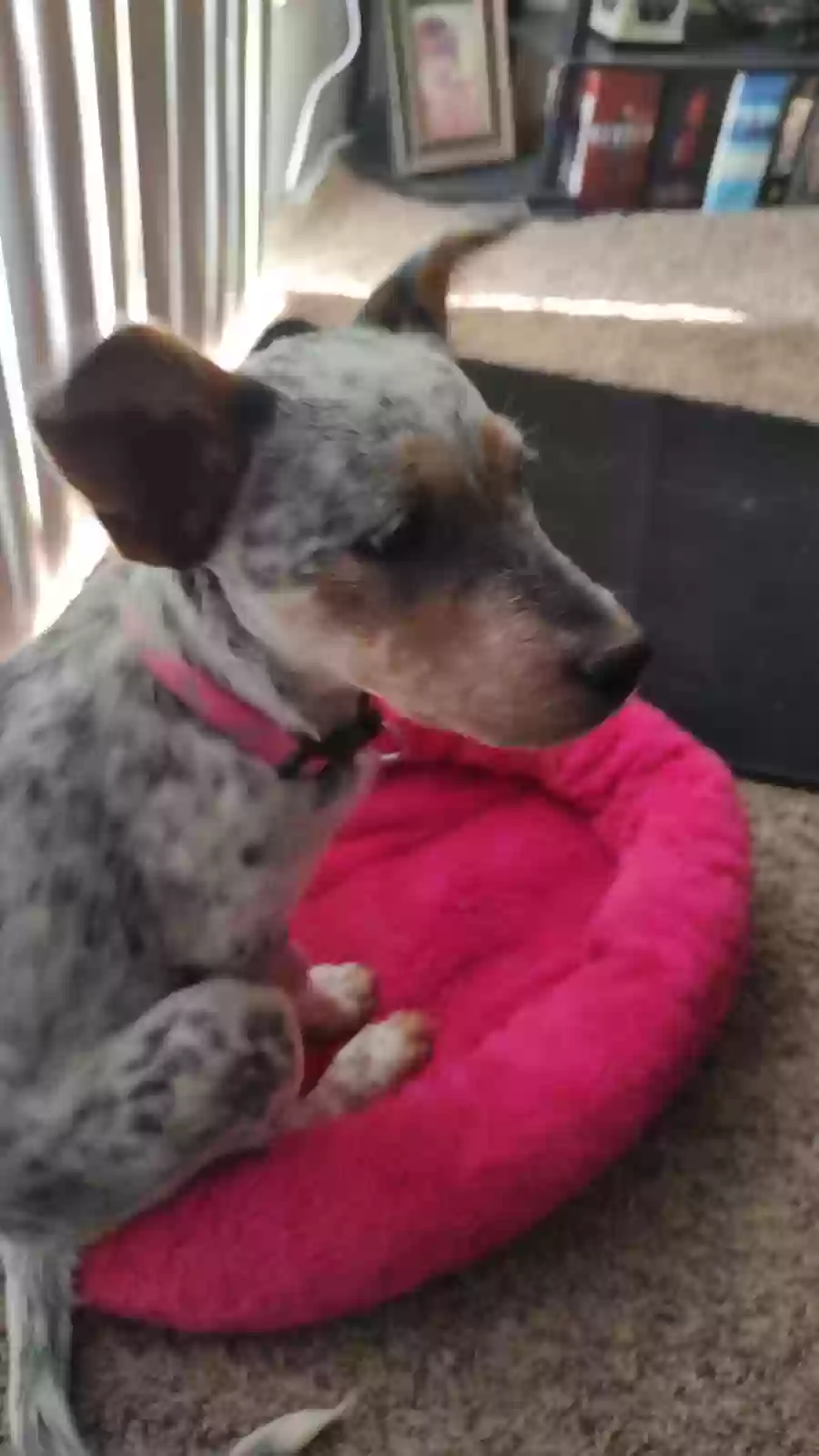 adoptable Dog in Albuquerque,NM named Luna