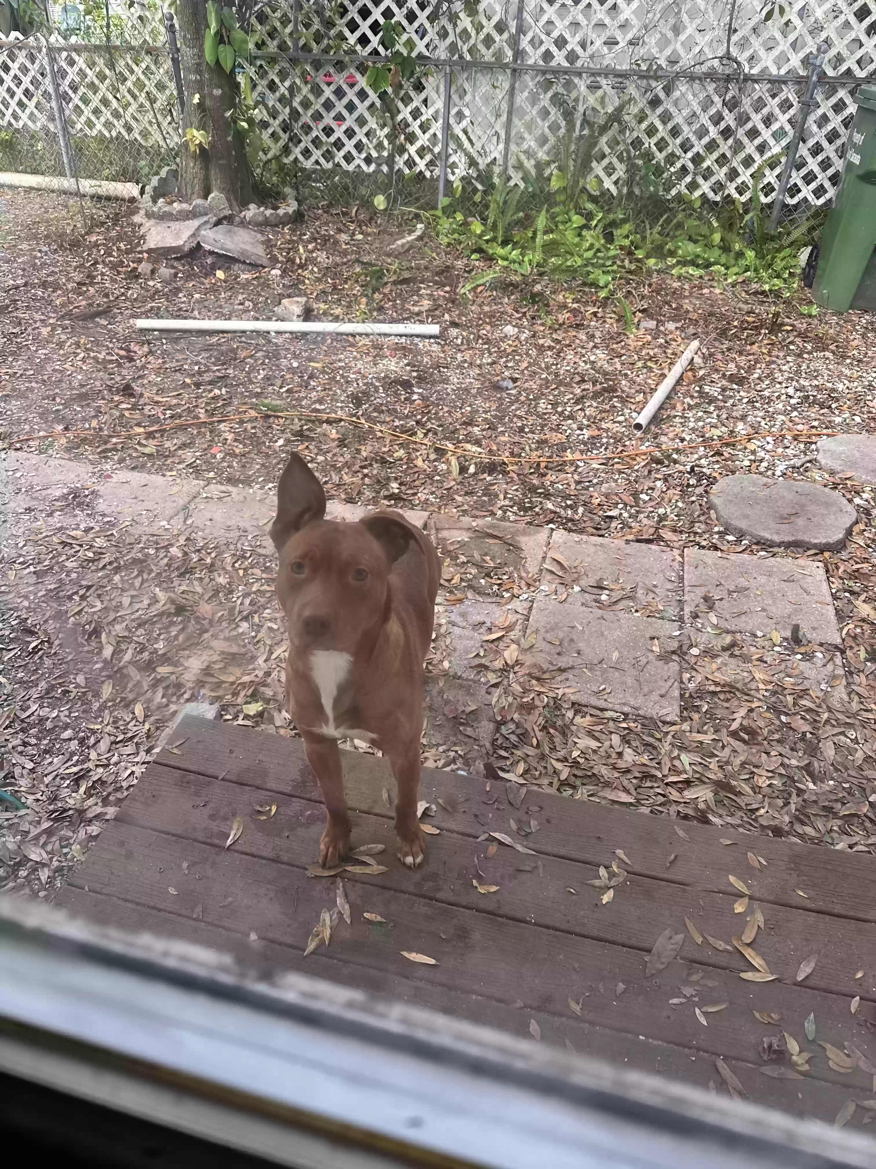 adoptable Dog in Bradenton,FL named Scooby