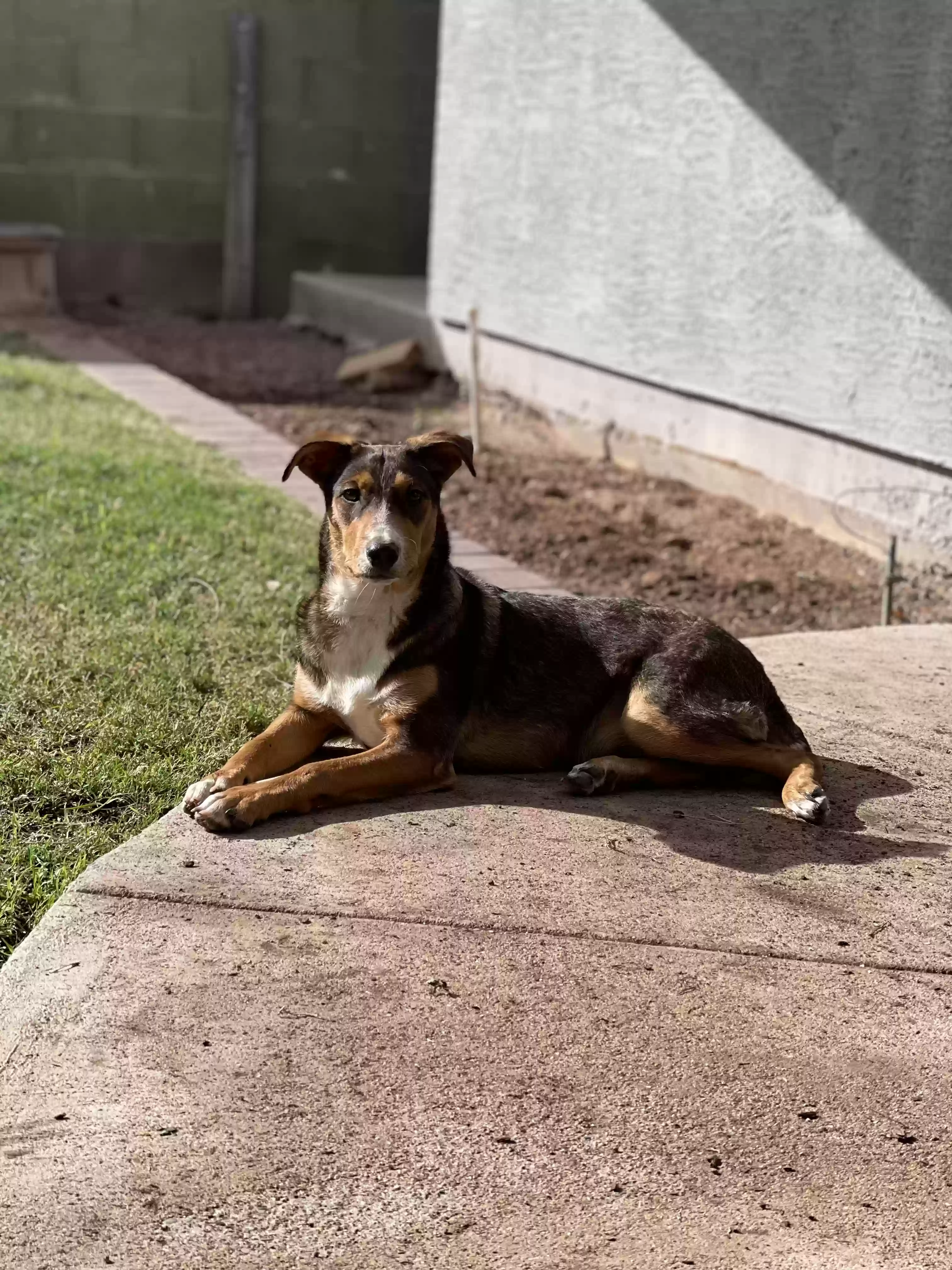 adoptable Dog in Mesa,AZ named Cammie