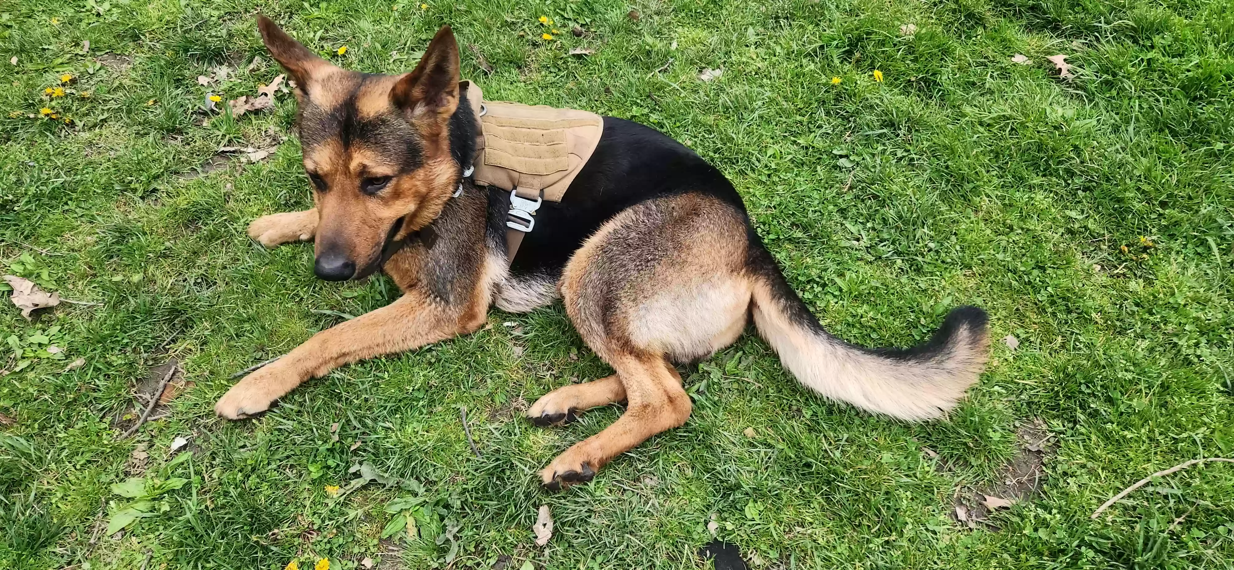 adoptable Dog in Saginaw,MI named Diesel