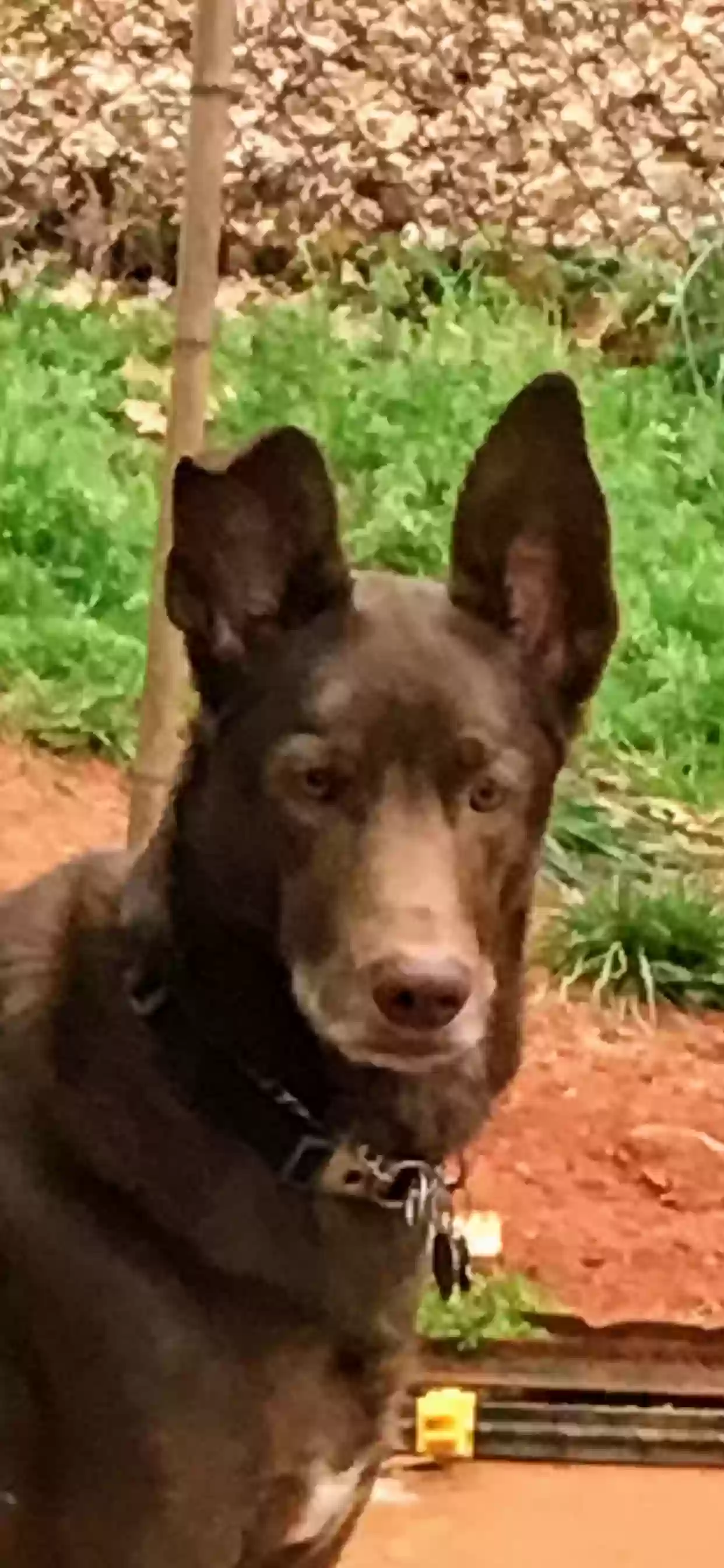 adoptable Dog in Smyrna,GA named Captain