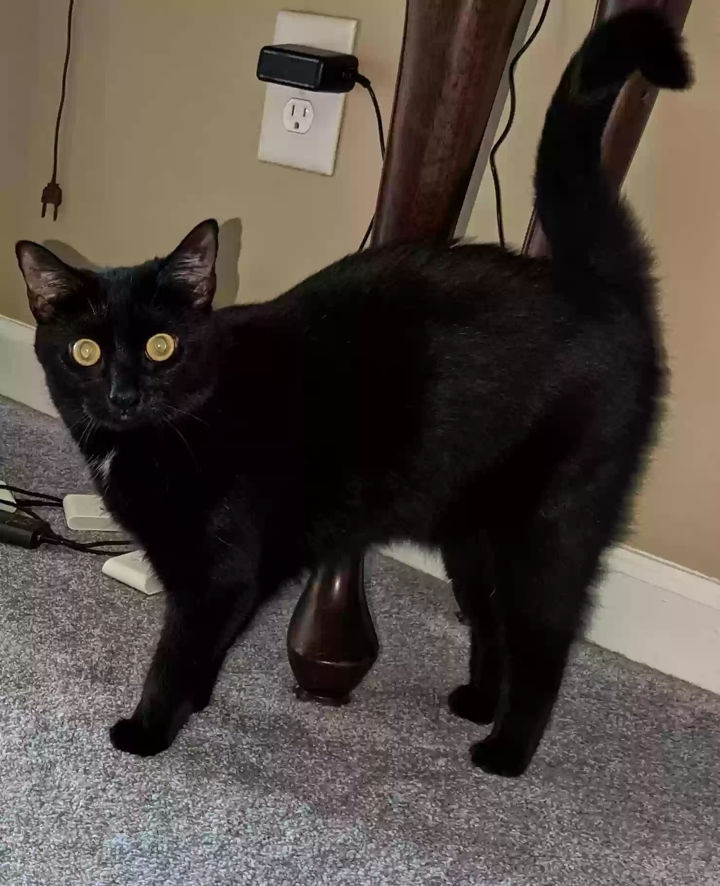 adoptable Cat in Cumming,GA named Millie
