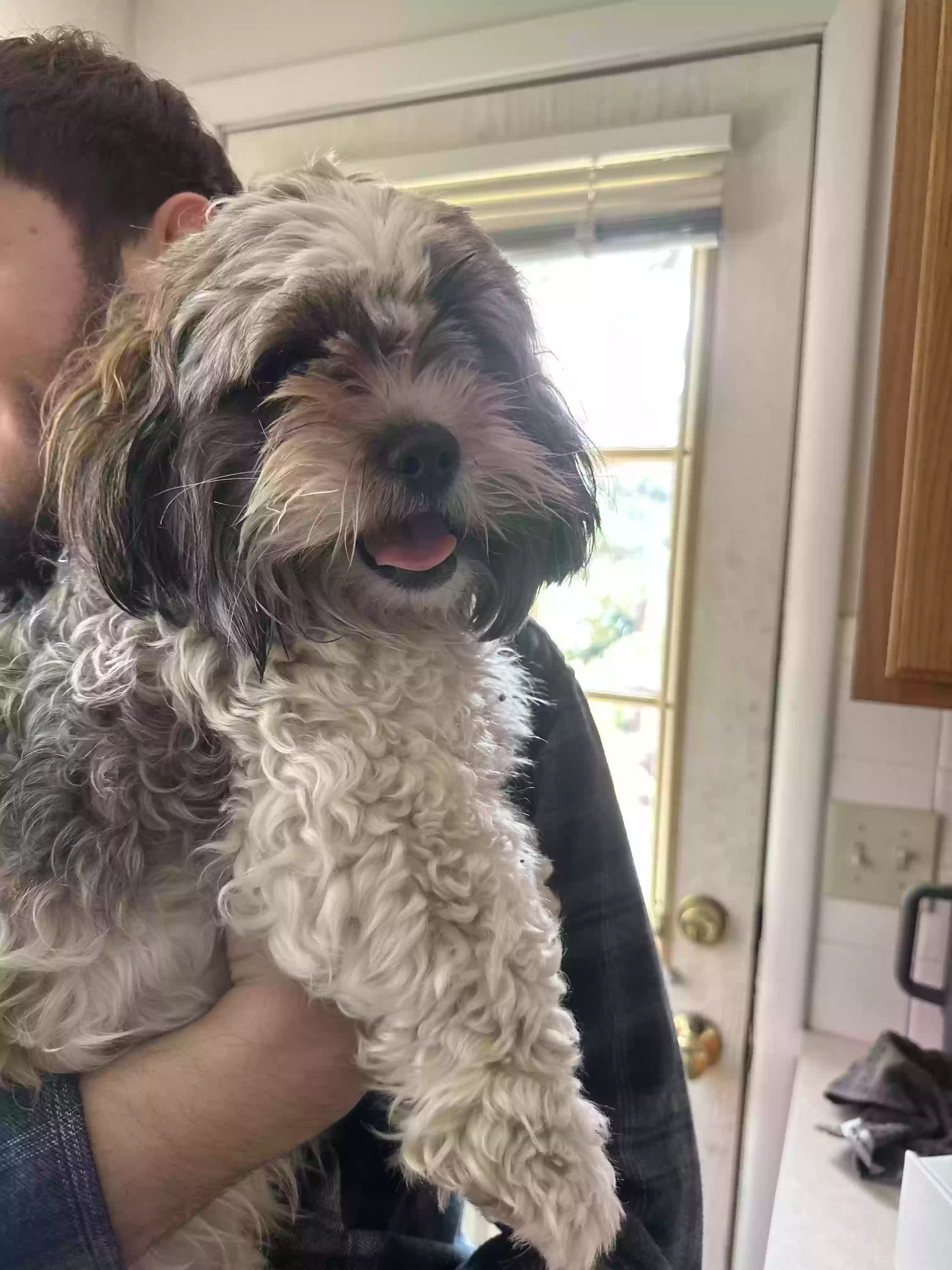 adoptable Dog in Wichita,KS named Sallie