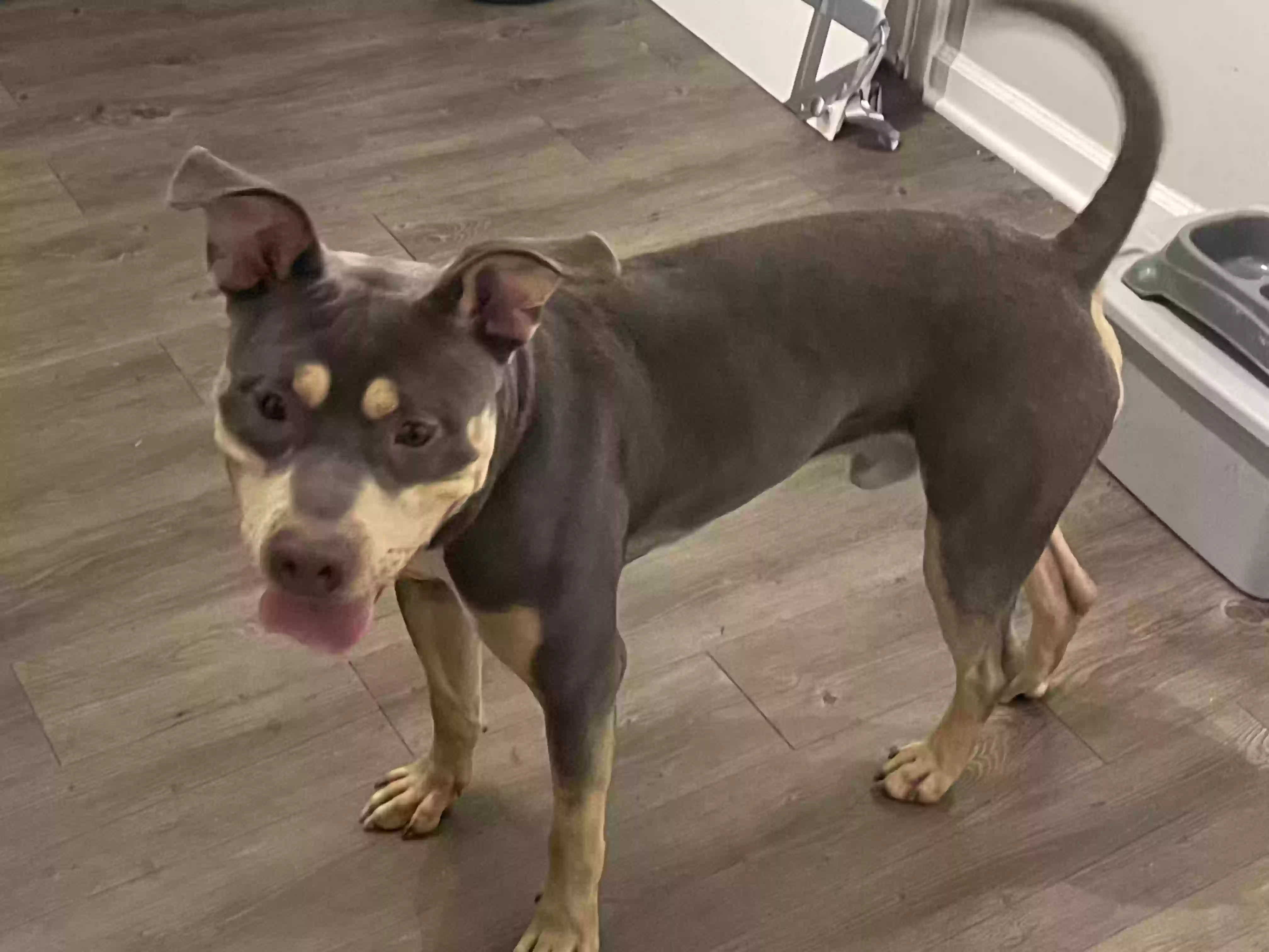 adoptable Dog in Lithonia,GA named Otto