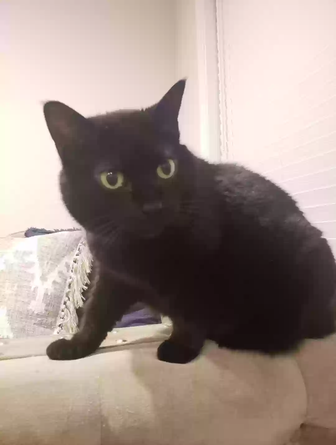 adoptable Cat in Kodak,TN named Piper