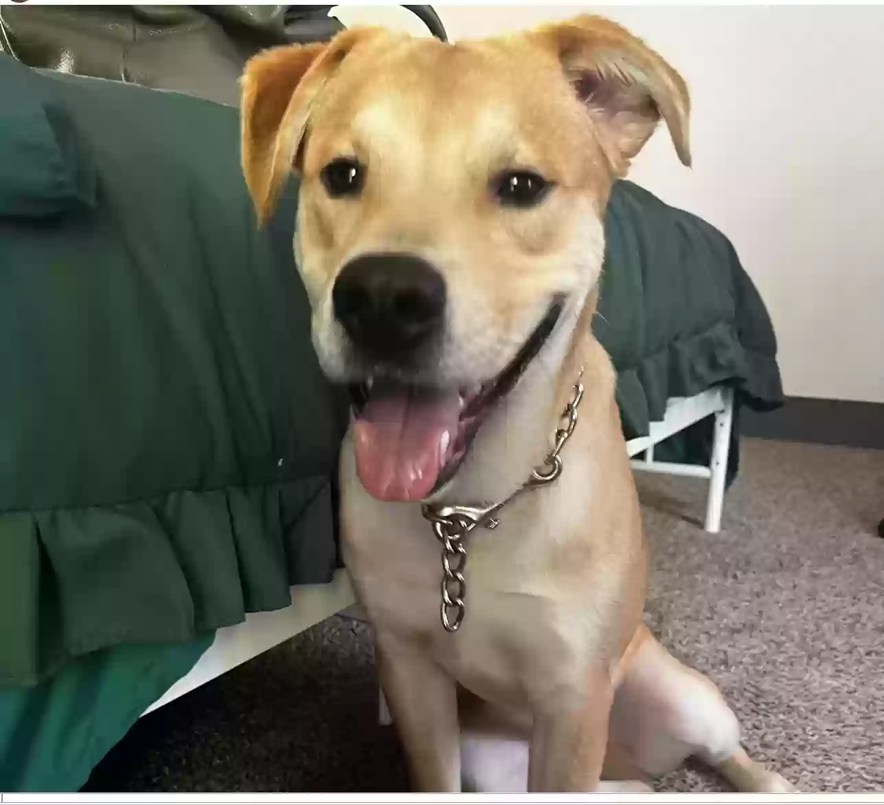 adoptable Dog in Humble,TX named Duke