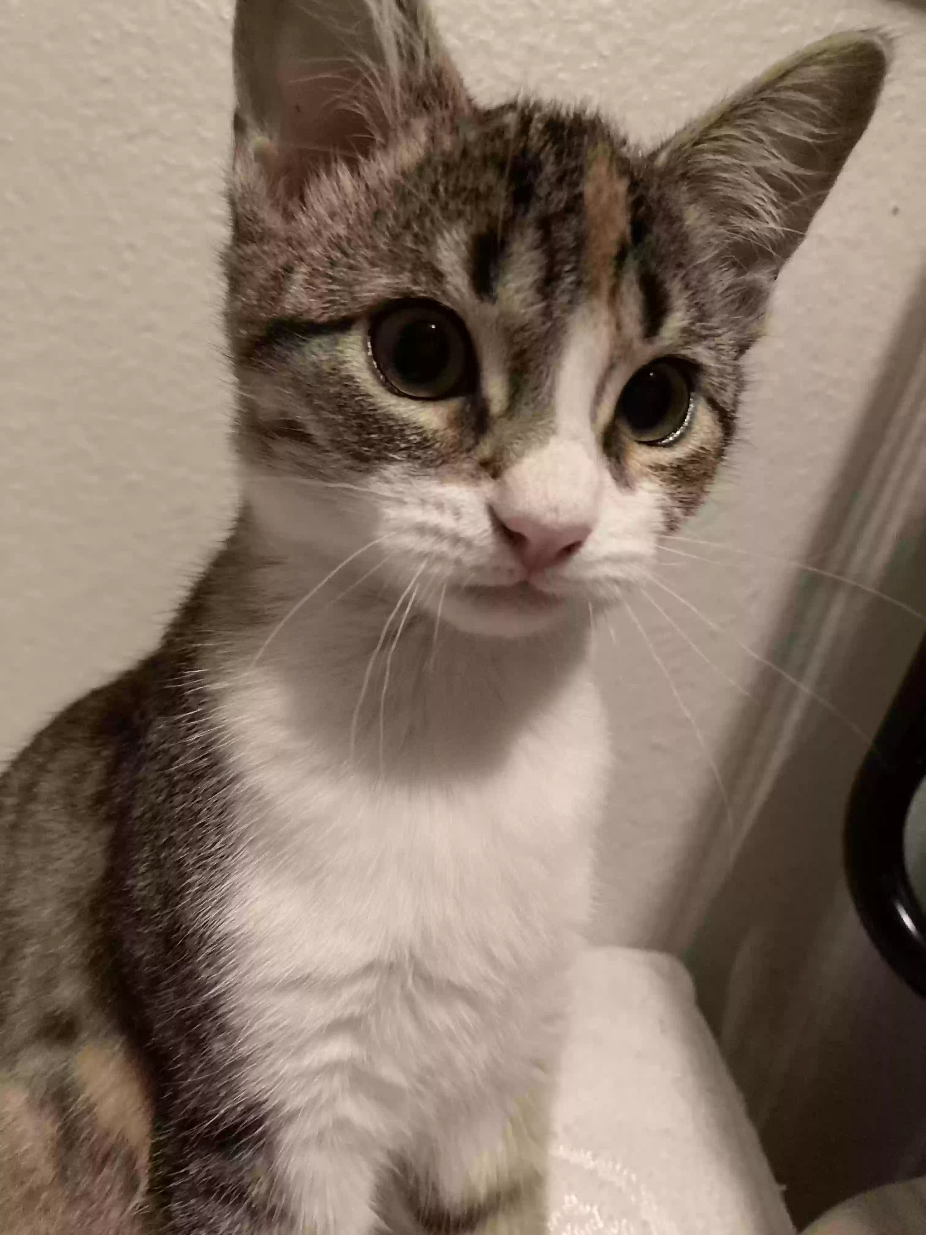 adoptable Cat in Channelview,TX named gansita