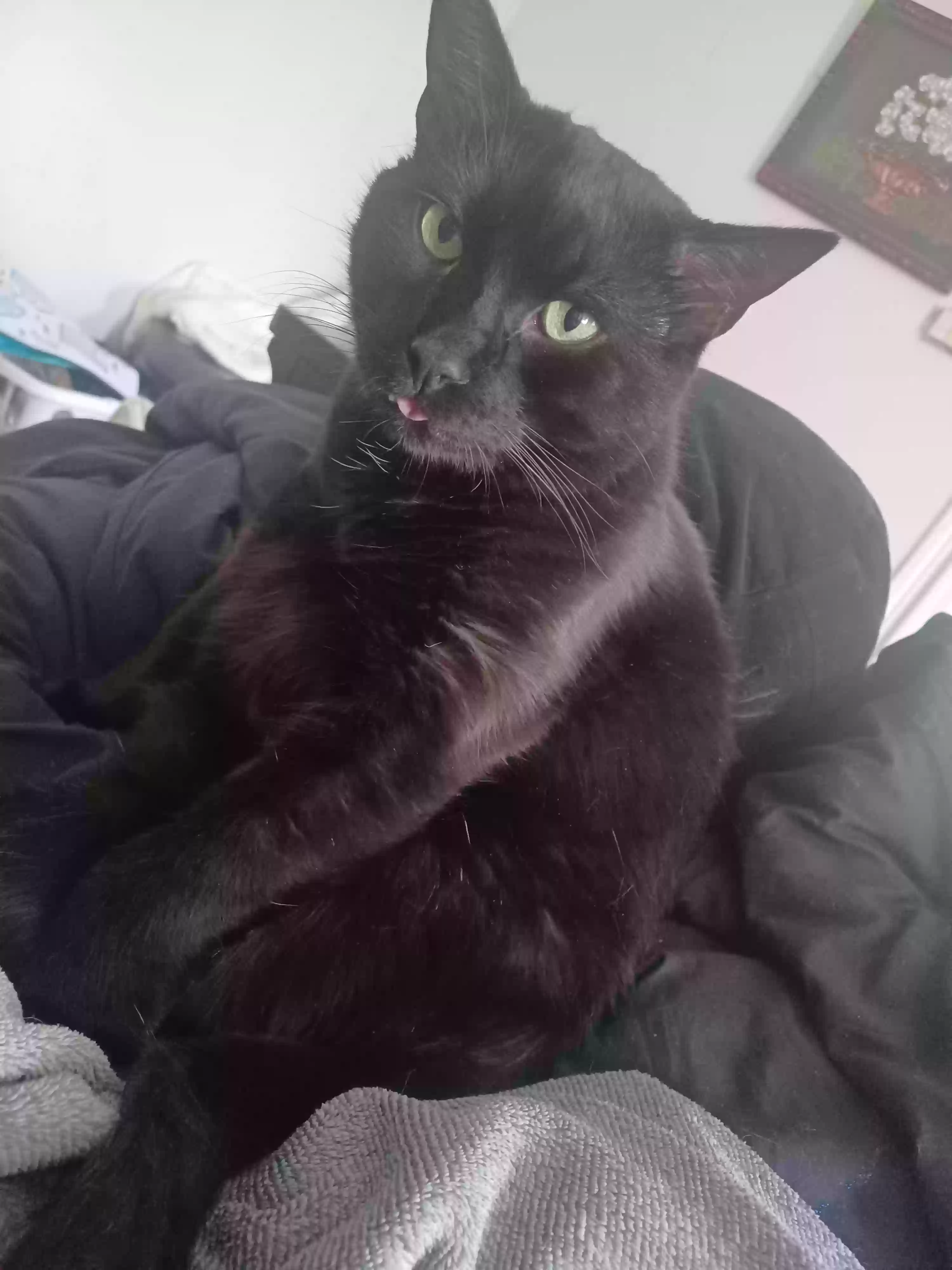 adoptable Cat in Petersburg,VA named Loki