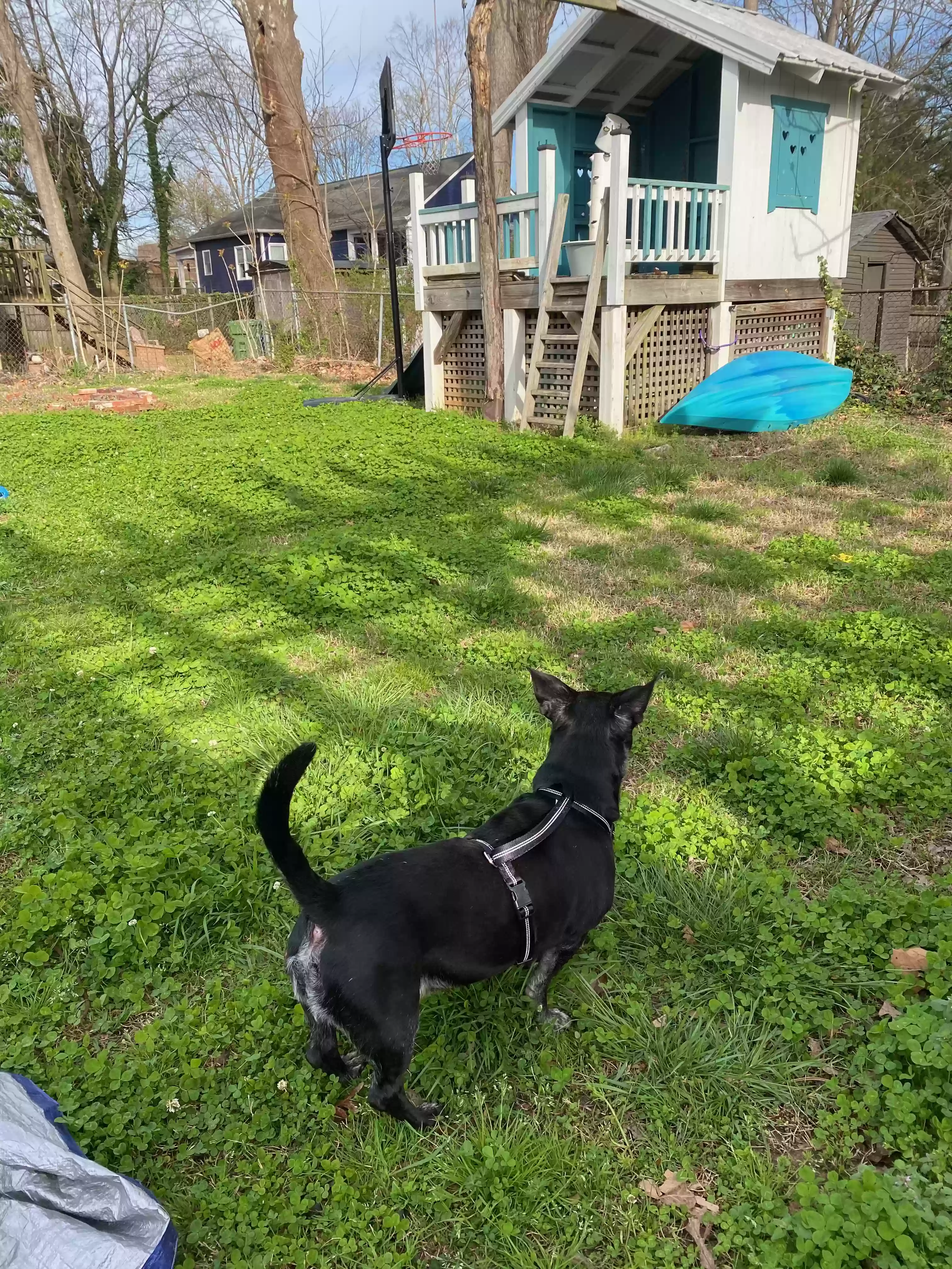 adoptable Dog in Atlanta,GA named Shorty