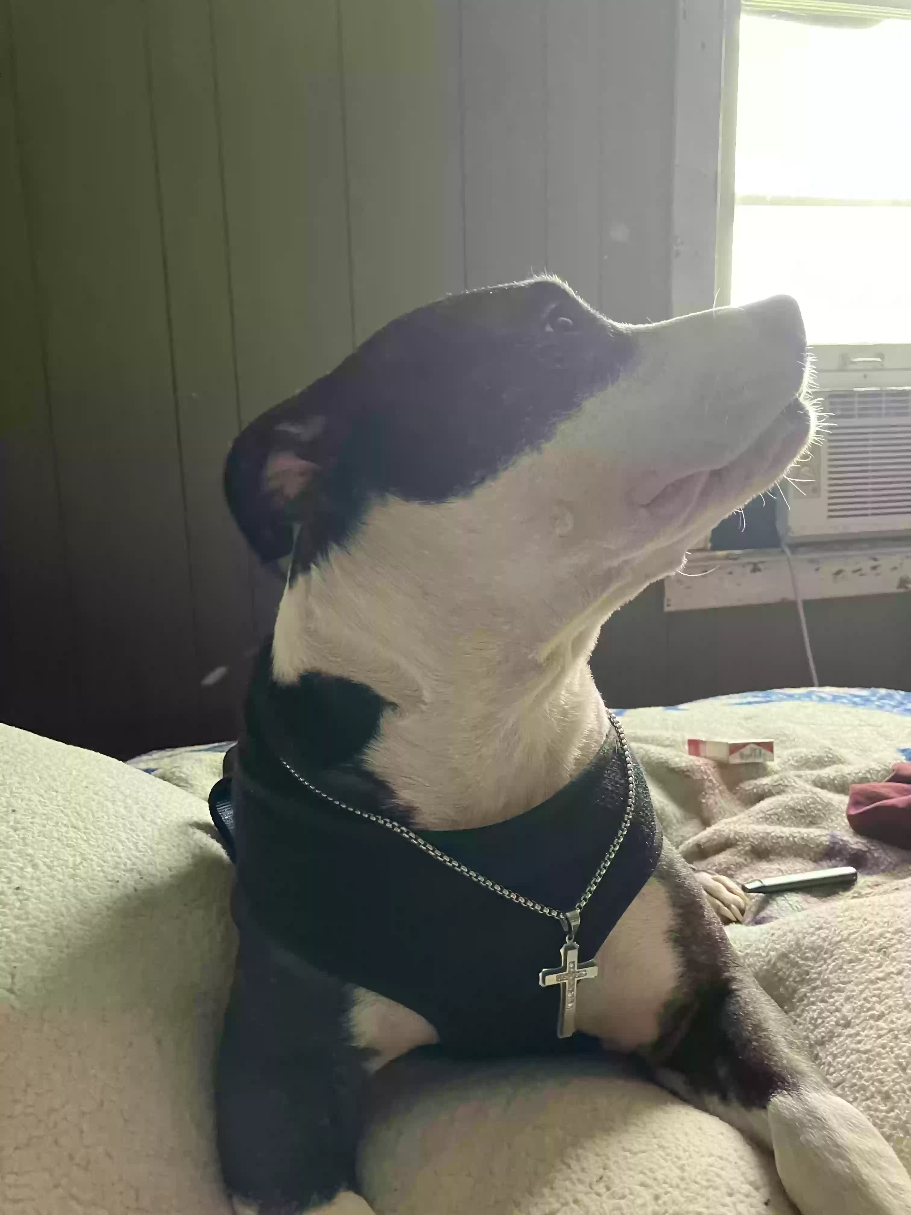 adoptable Dog in Tulsa,OK named Bouser