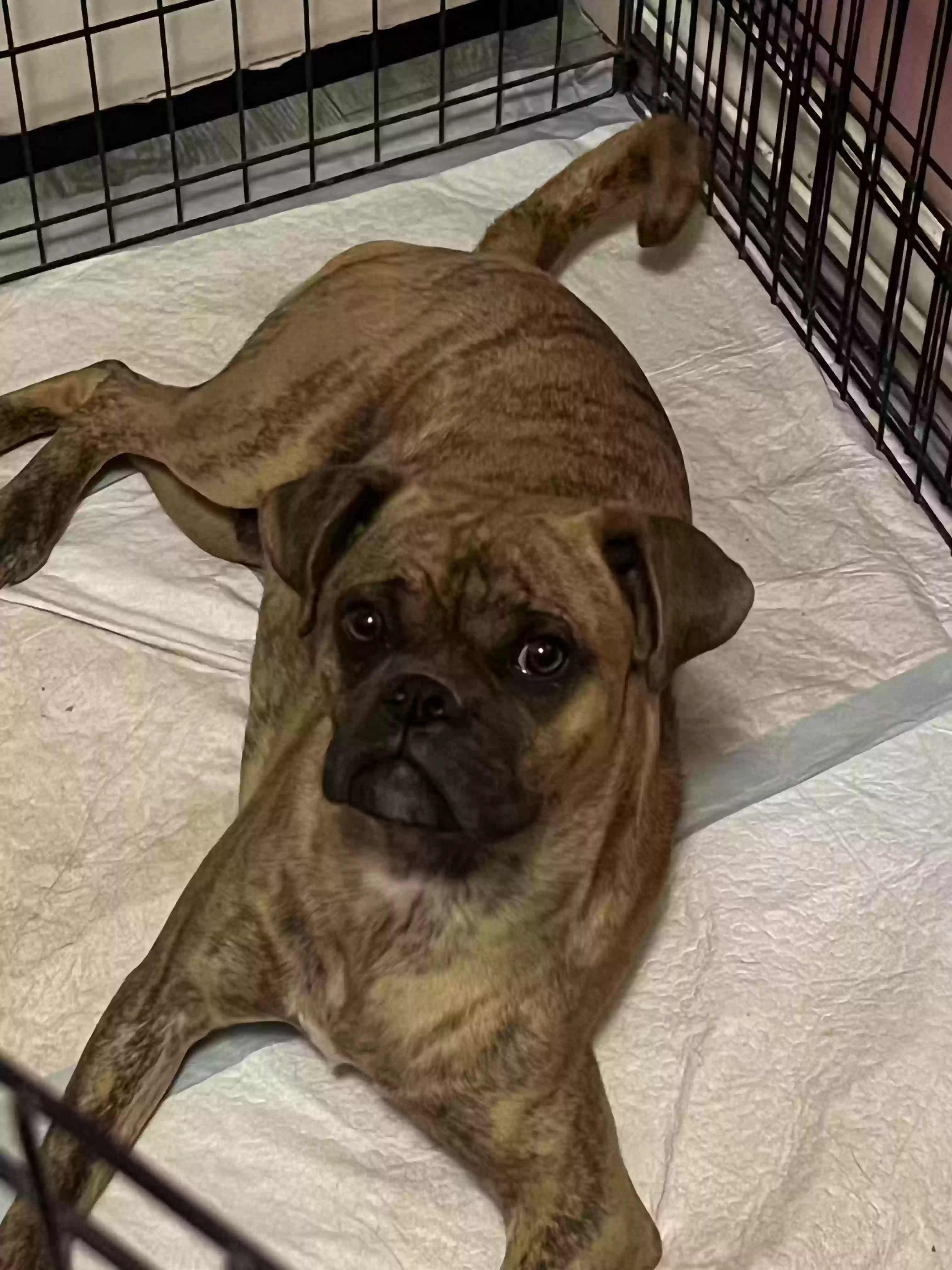 adoptable Dog in Albuquerque,NM named Bruno