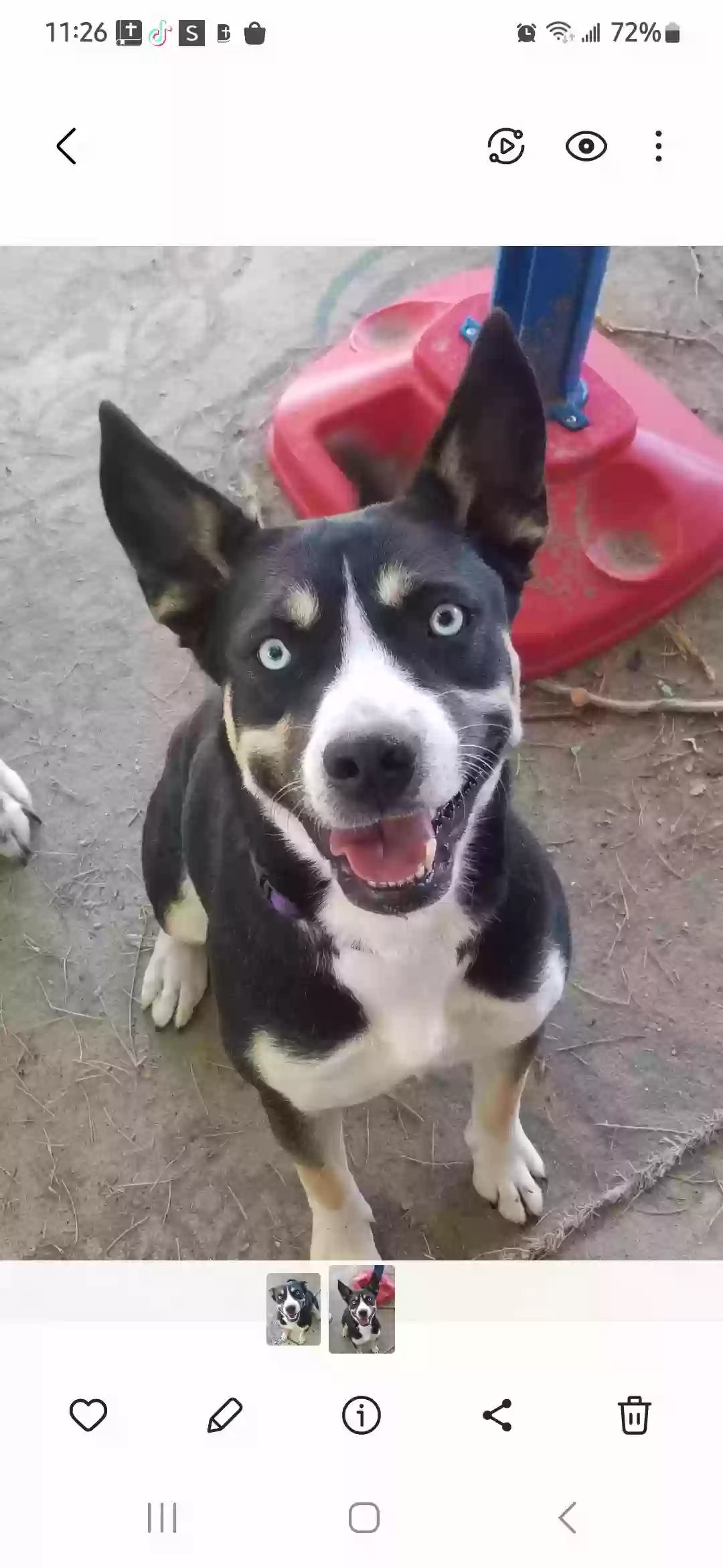 adoptable Dog in Aurora,CO named Aurora