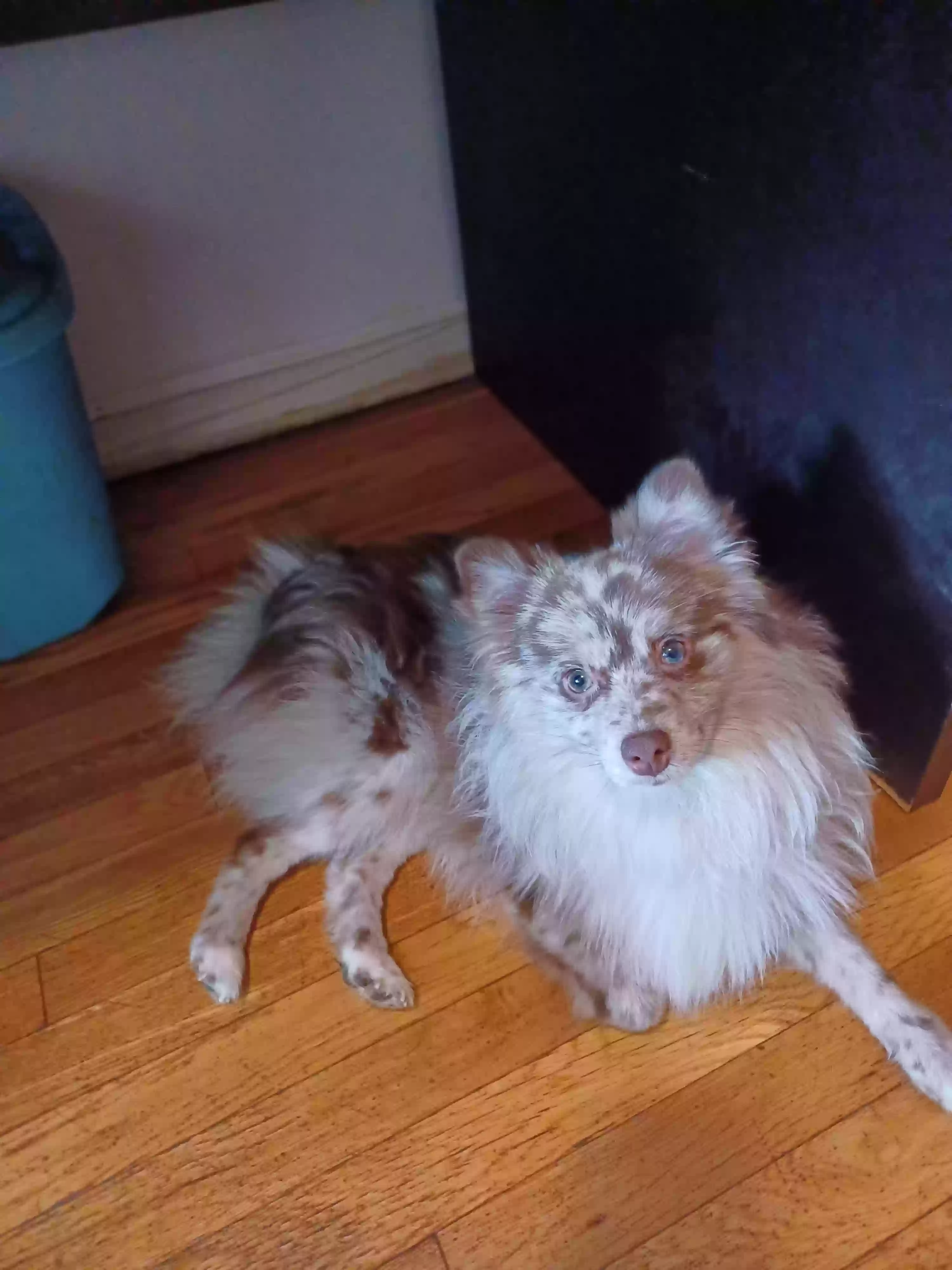 adoptable Dog in Maspeth,NY named Theo